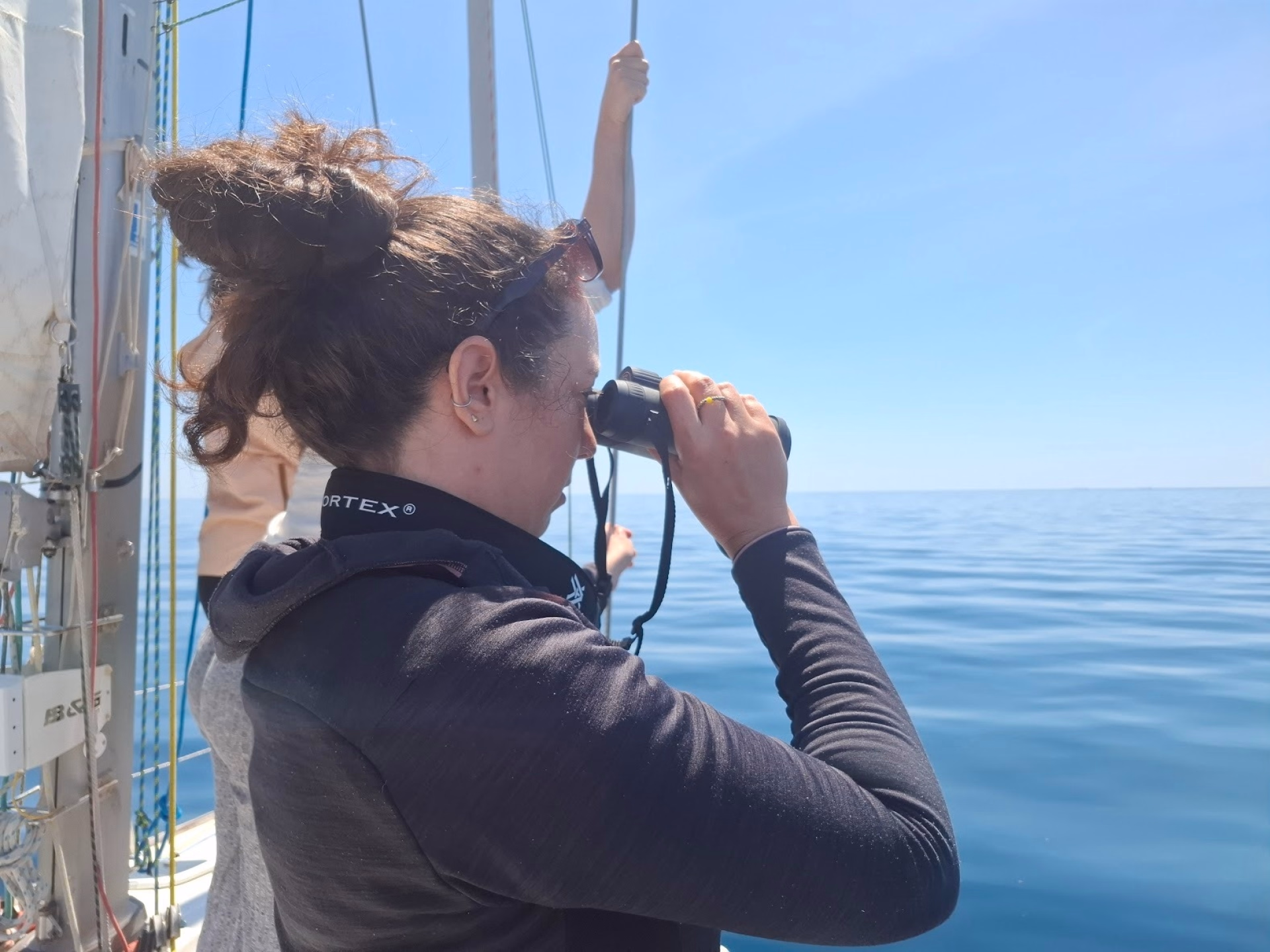 Navigation et observation de la faune marine dans les Calanques