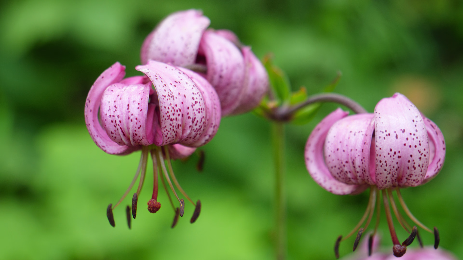 Randonnée et panoramas secrets du Mont-Blanc