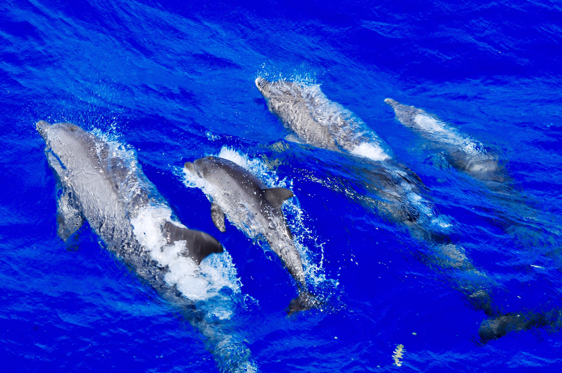 6 jours de plongée à Marsa Alam : explorez 12 sites en mer Rouge
