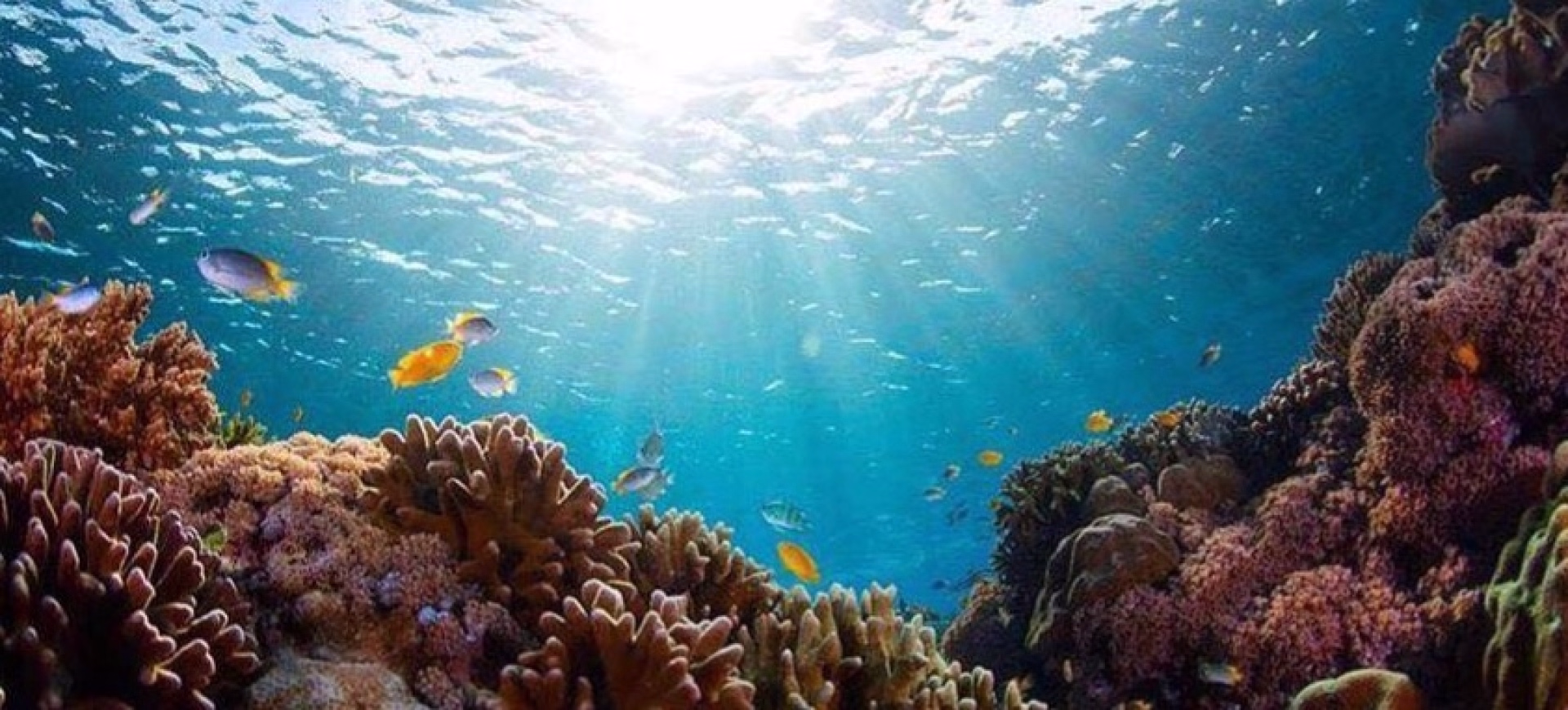 Découverte, Culture et Plongée à la mer rouge