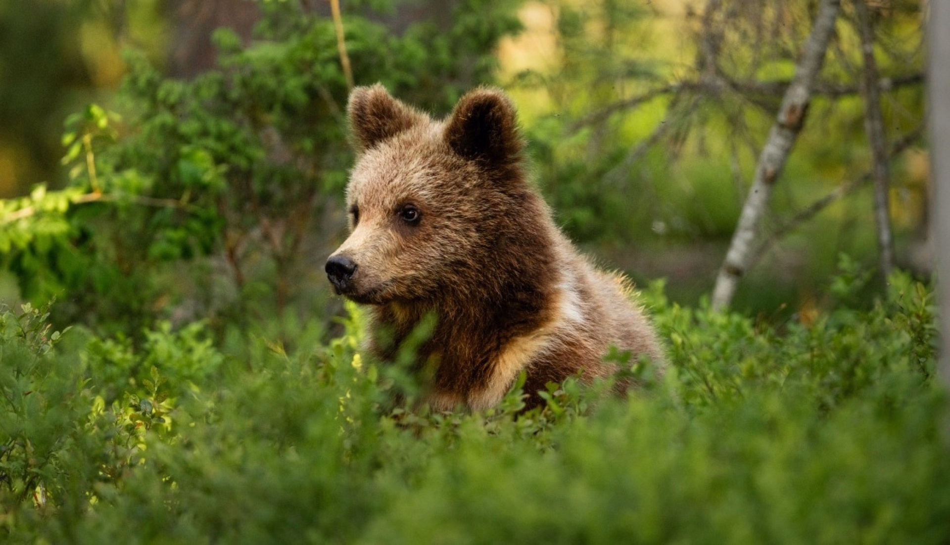 Aventure sportive à la rencontre de l'ours brun sauvage