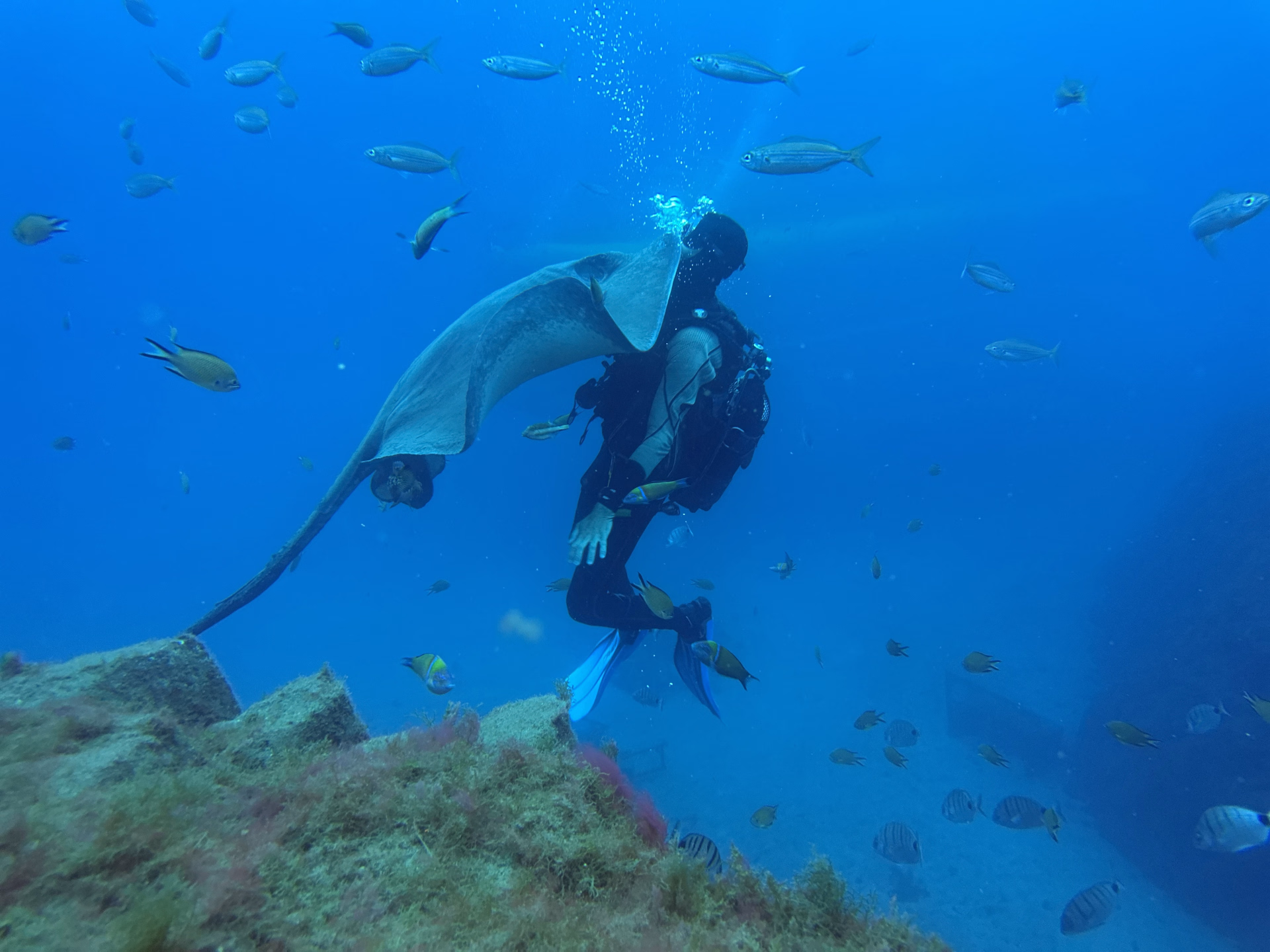 Une semaine d'exploration sous-marine à Tenerife