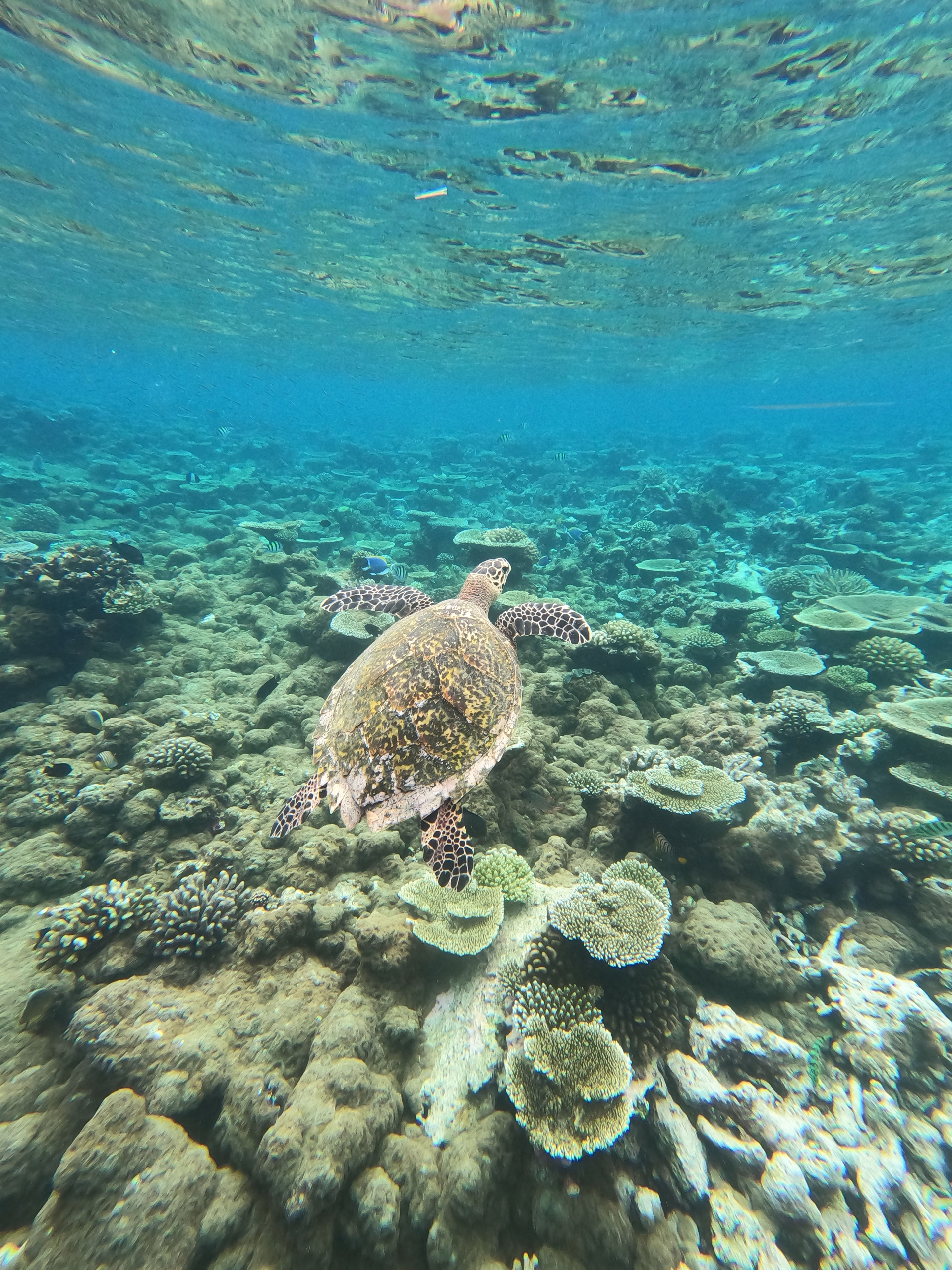 Semaine de plongée dans l'atoll d'Ari Sud sur une île locale aux Maldives