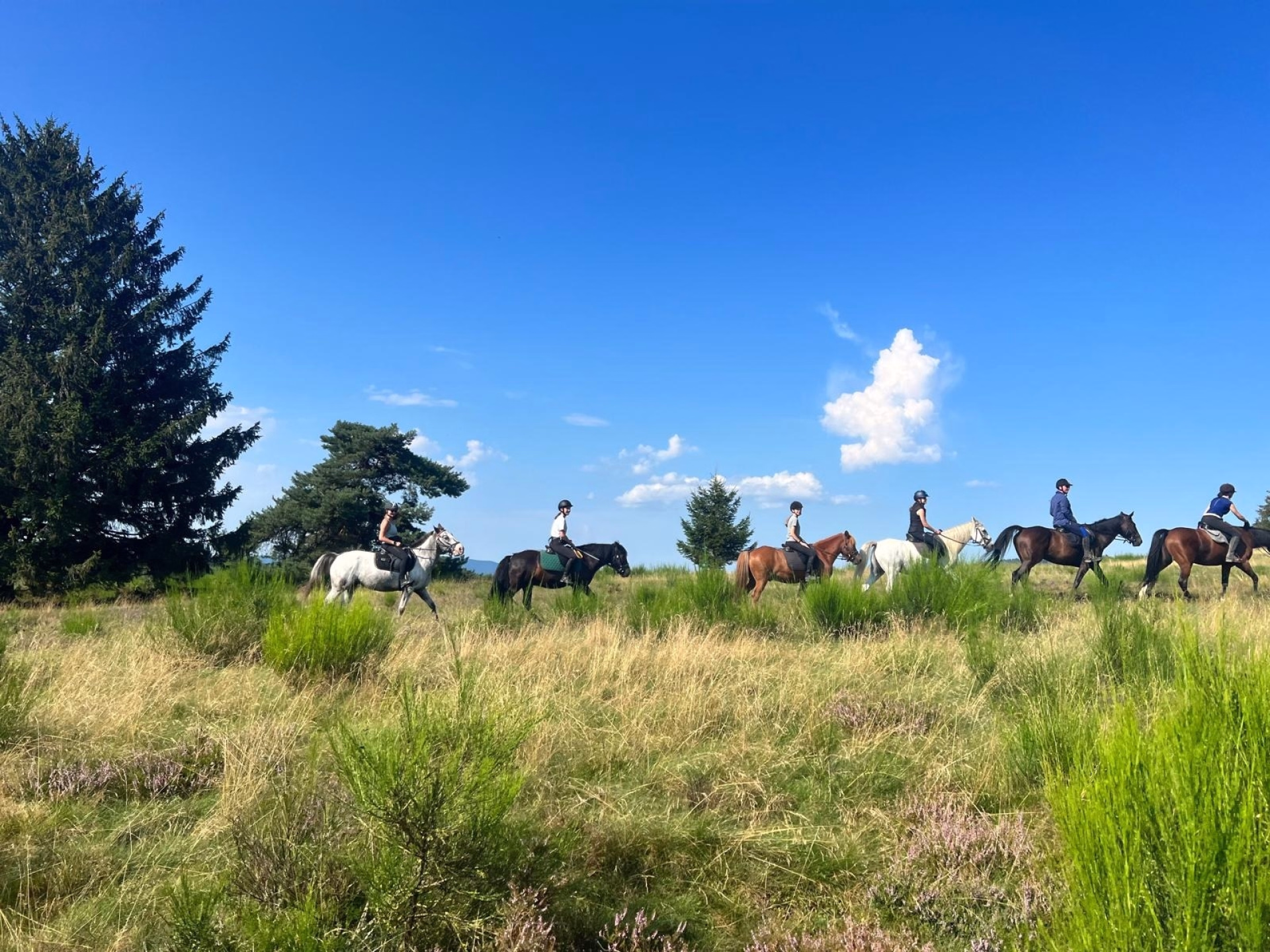 Randonnée équestre tous niveaux au cœur des Vosges