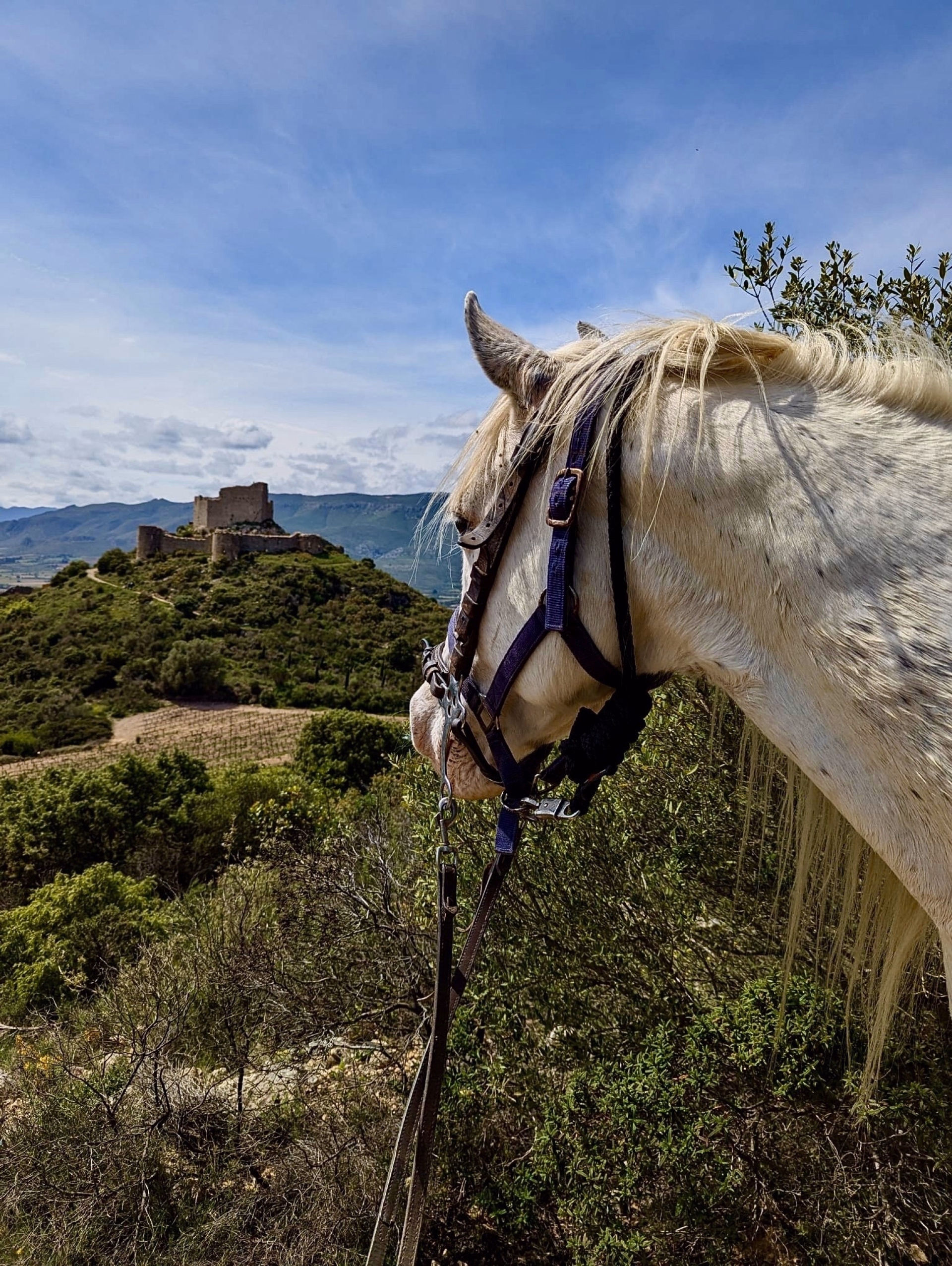 Rando équestre des citadelles en Pays Cathare