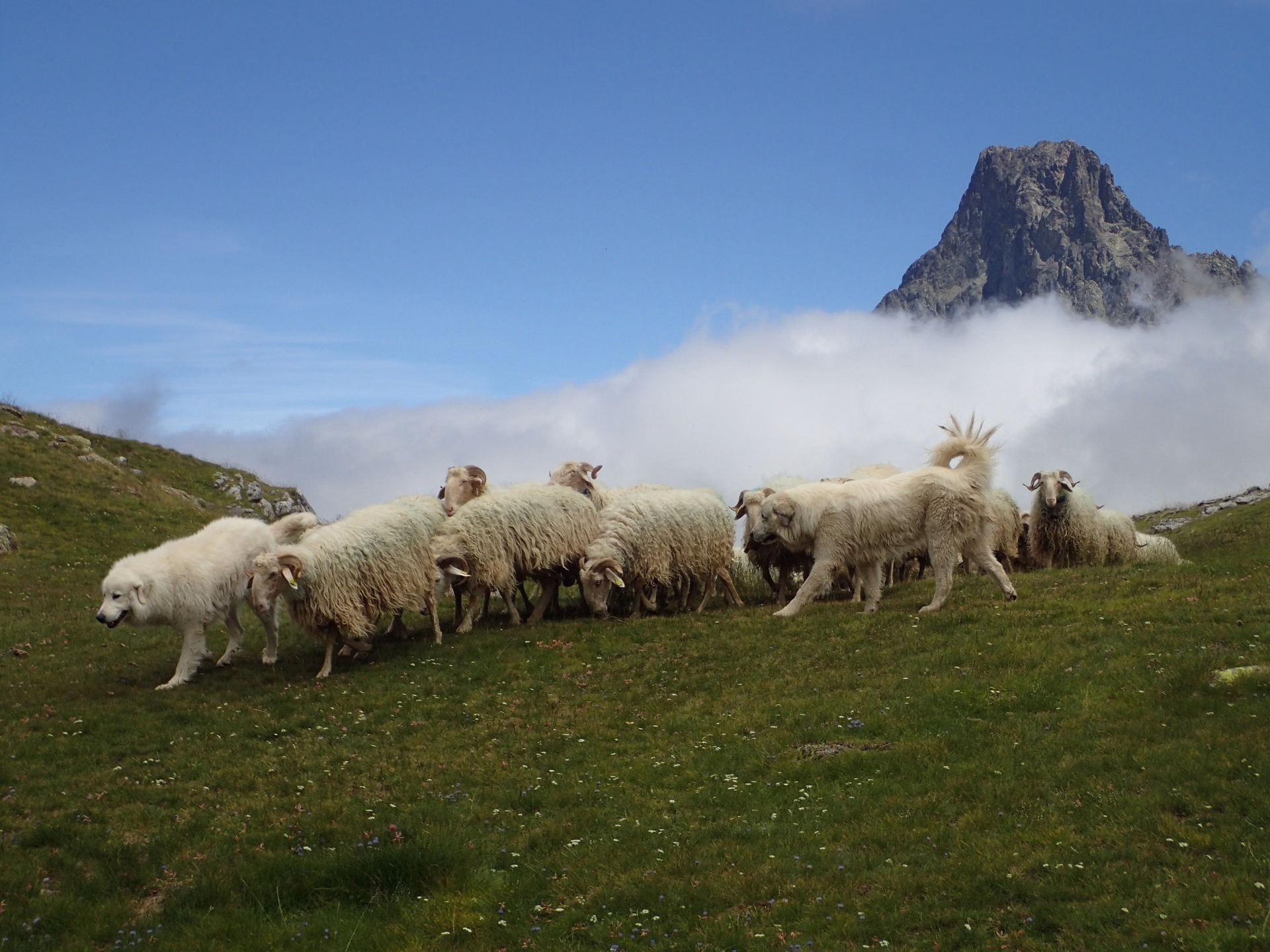 Aspe & Ossau, au cœur du Béarn sauvage