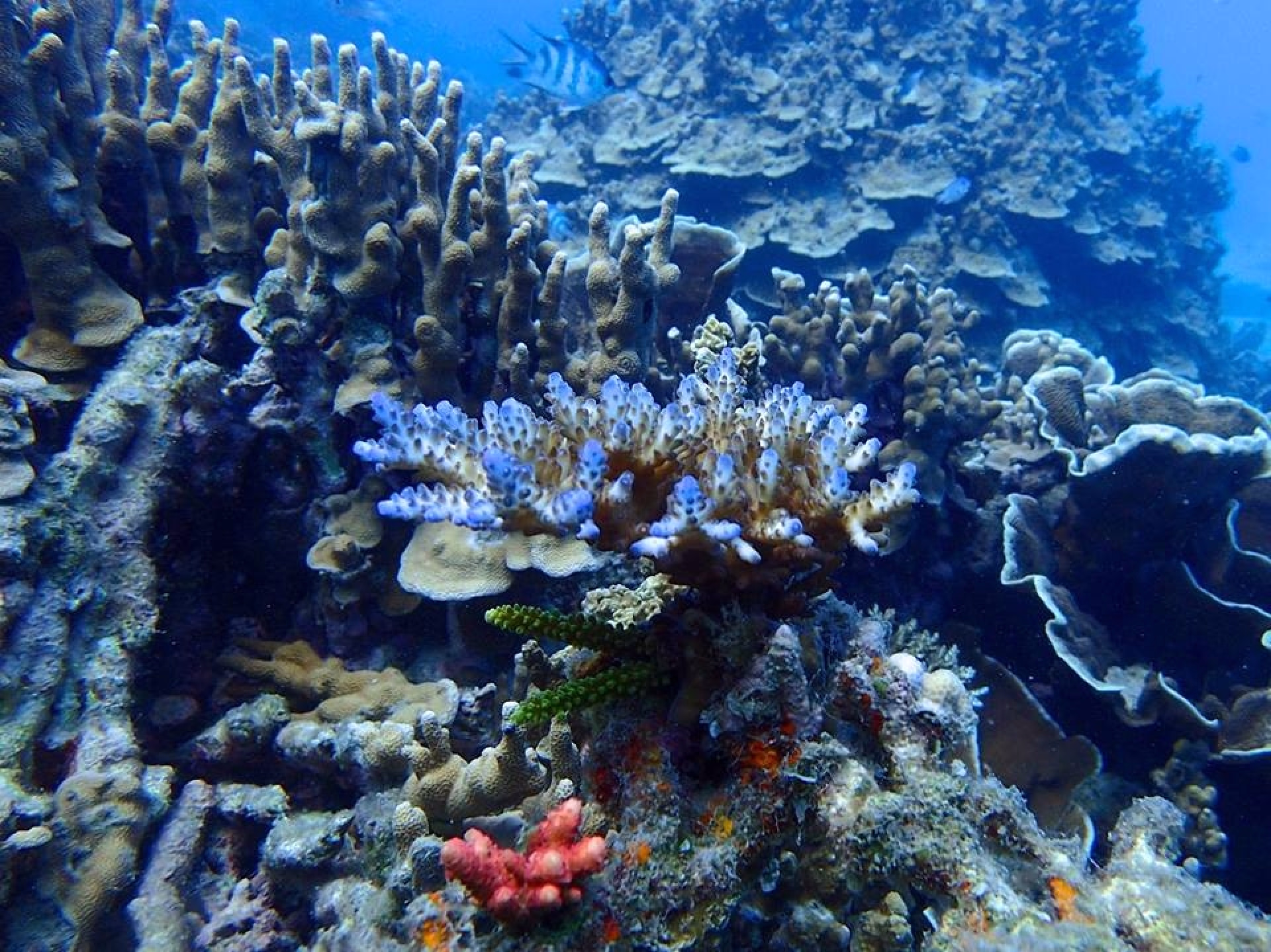 Circuit et plongée au Vietnam Sud de Ho Chi Minh à Nha Trang