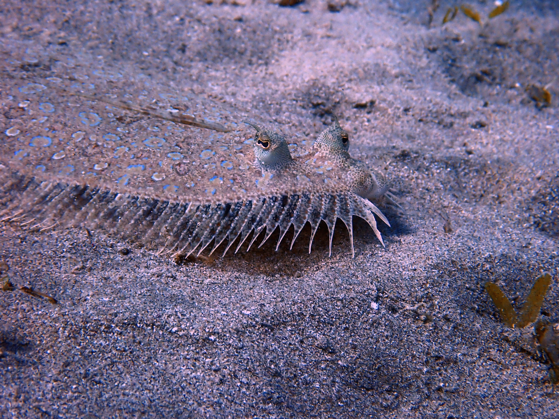 Baptême de plongée à Marsa Alam
