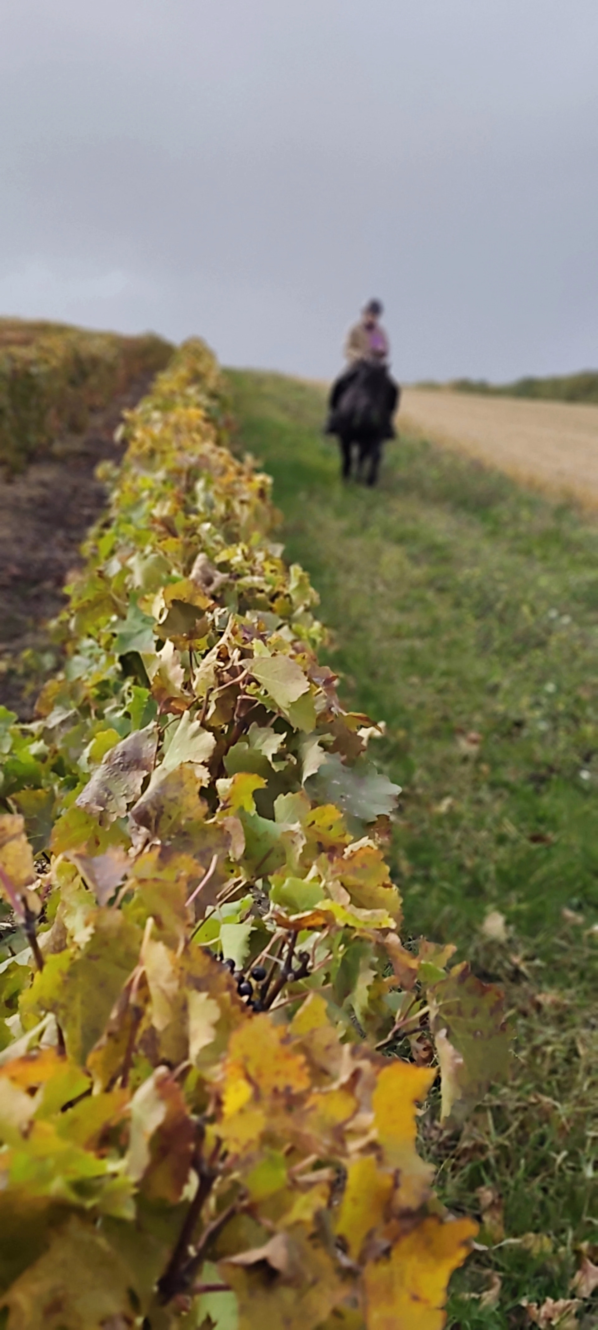 Randonnée à cheval de 2 jours avec Bivouac Royal