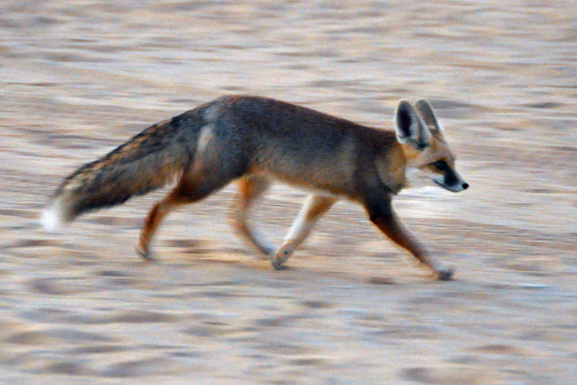 Évasion dans le Désert Blanc