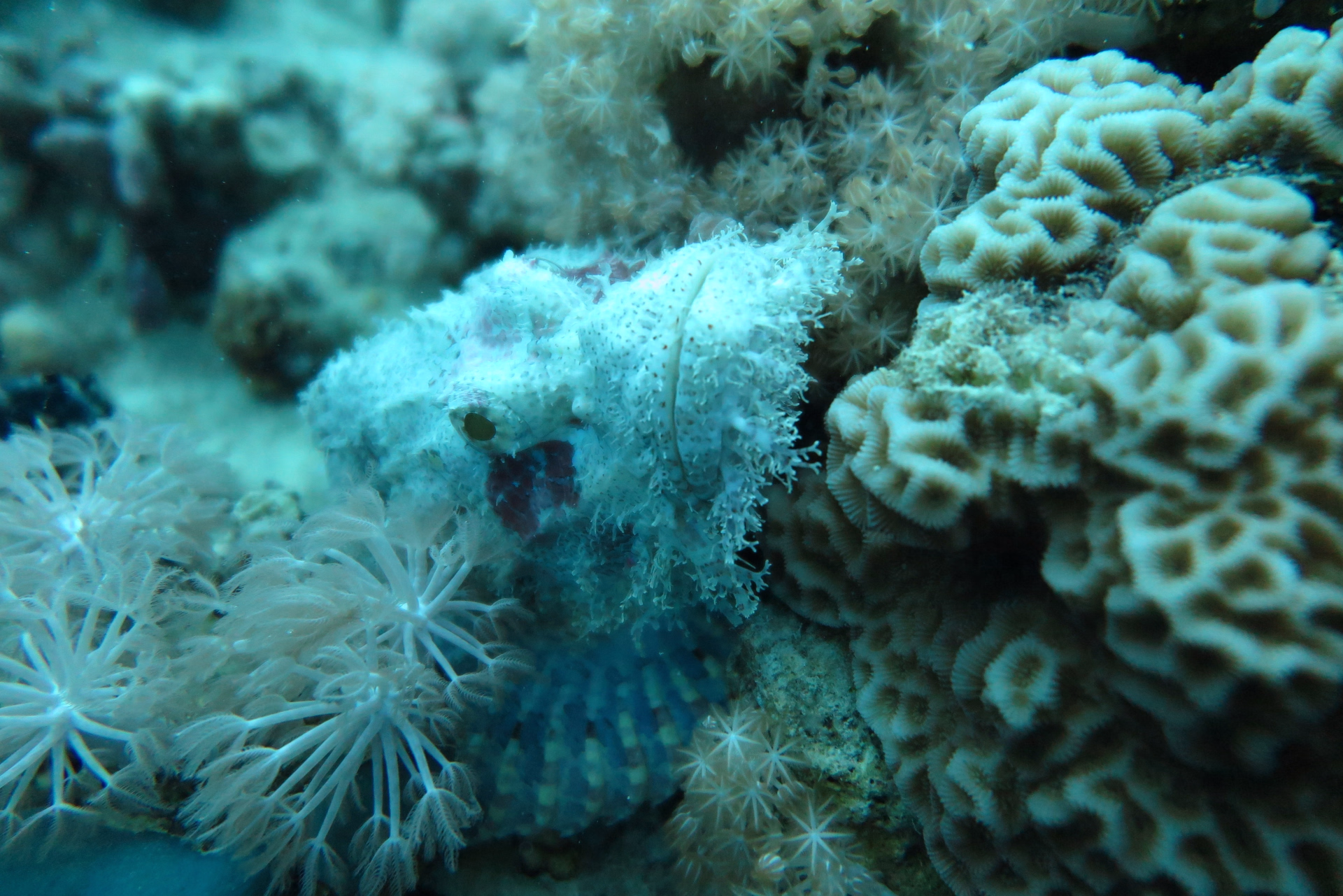 Cours Advanced OWD à Madinat Makadi : plongée et exploration