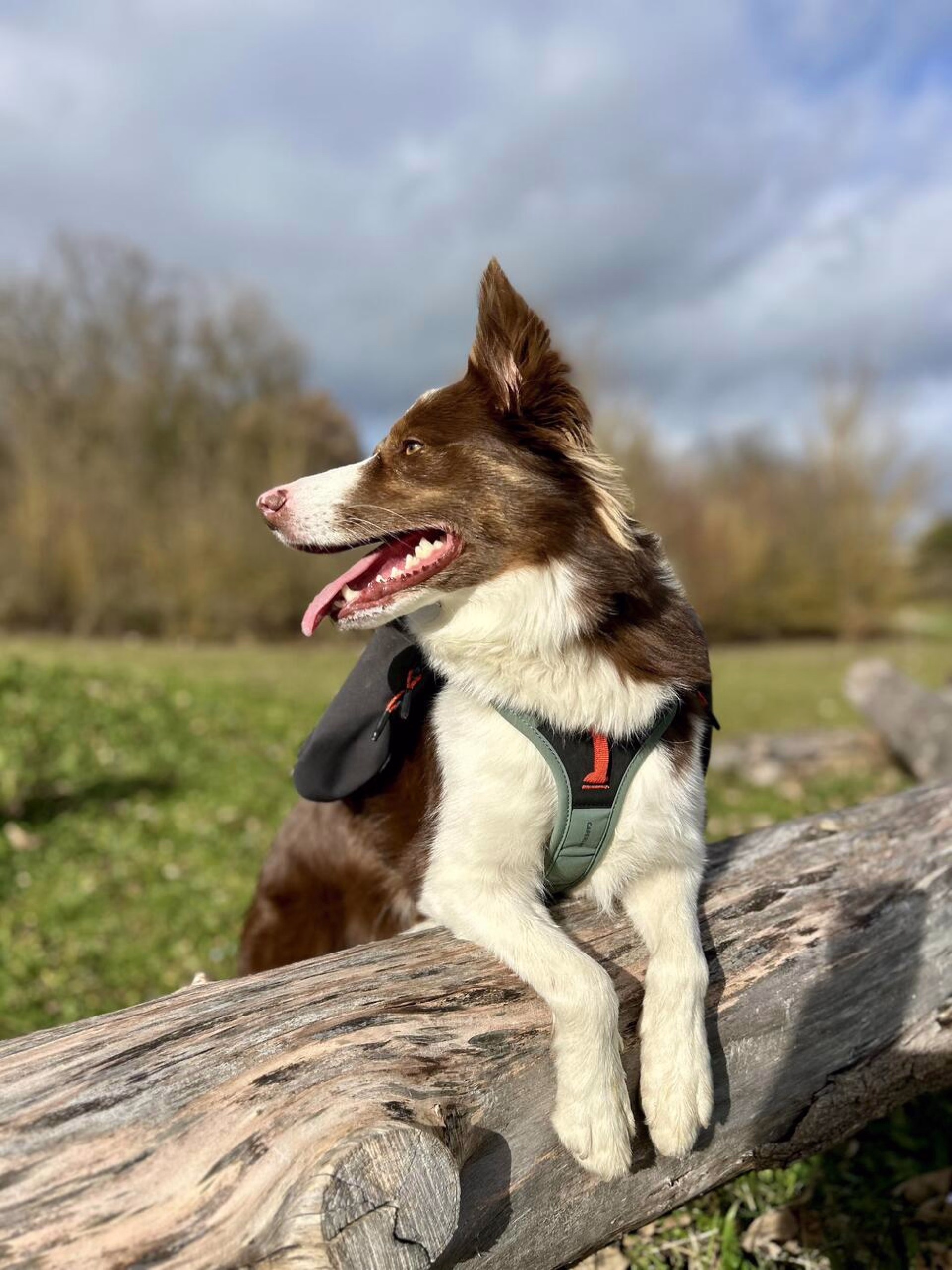 séjour cani-cross