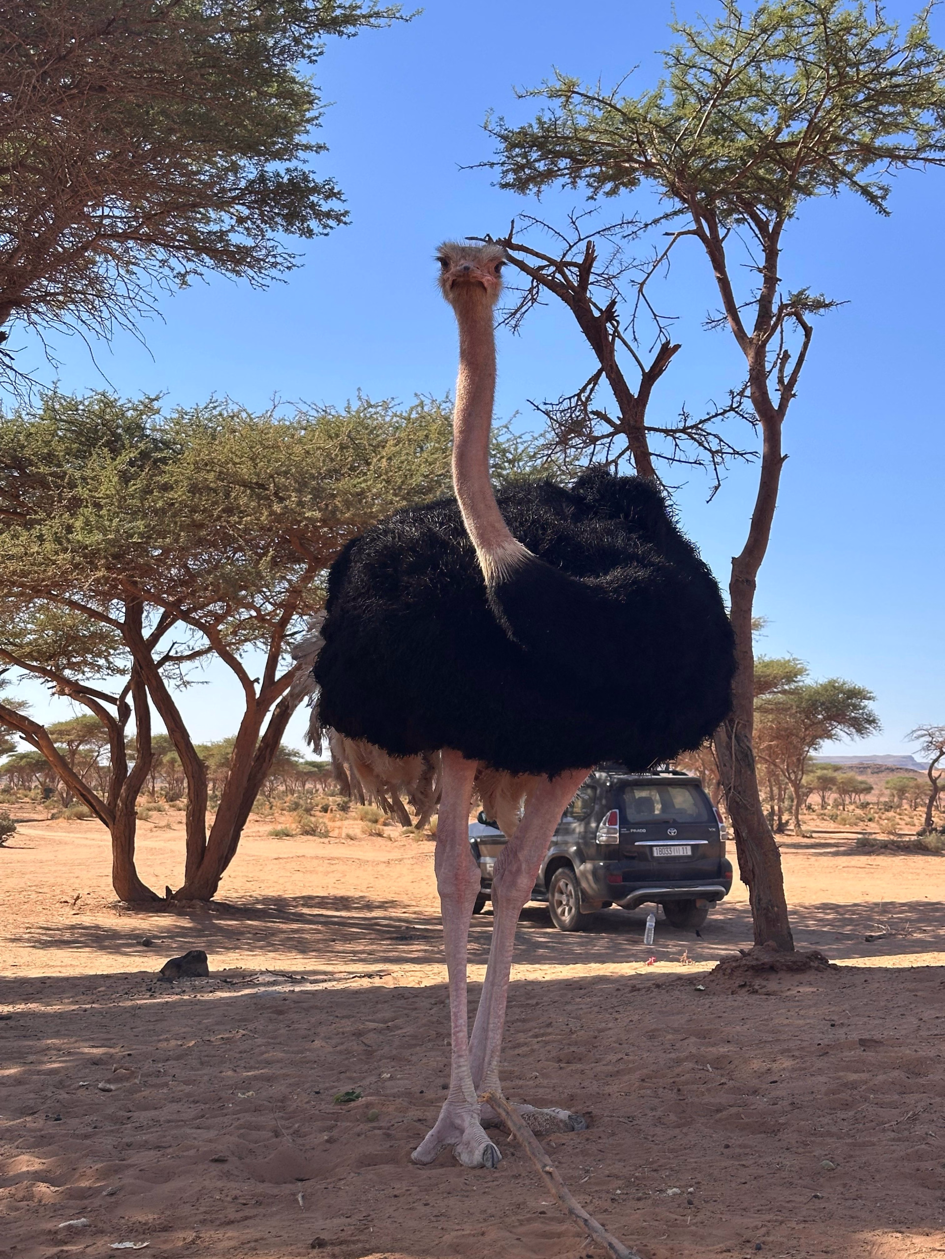 Retraite de yoga immersive et trek au cœur du Sahara
