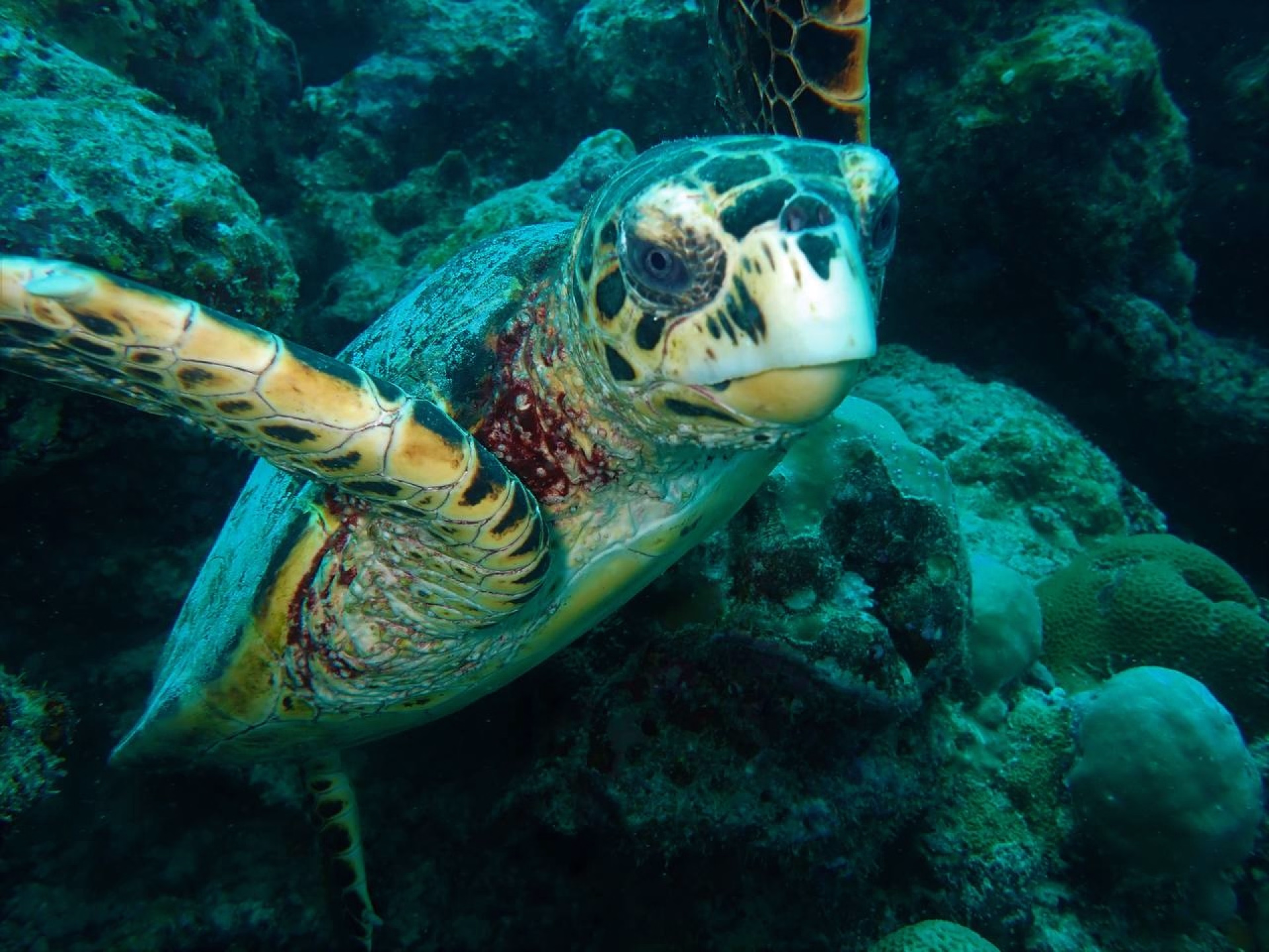 Progressez en plongée avec le PADI Advanced aux Maldives