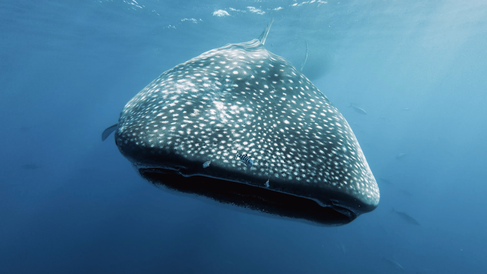 Plongée au large avec les raies mobulas et les requins peaux-bleues