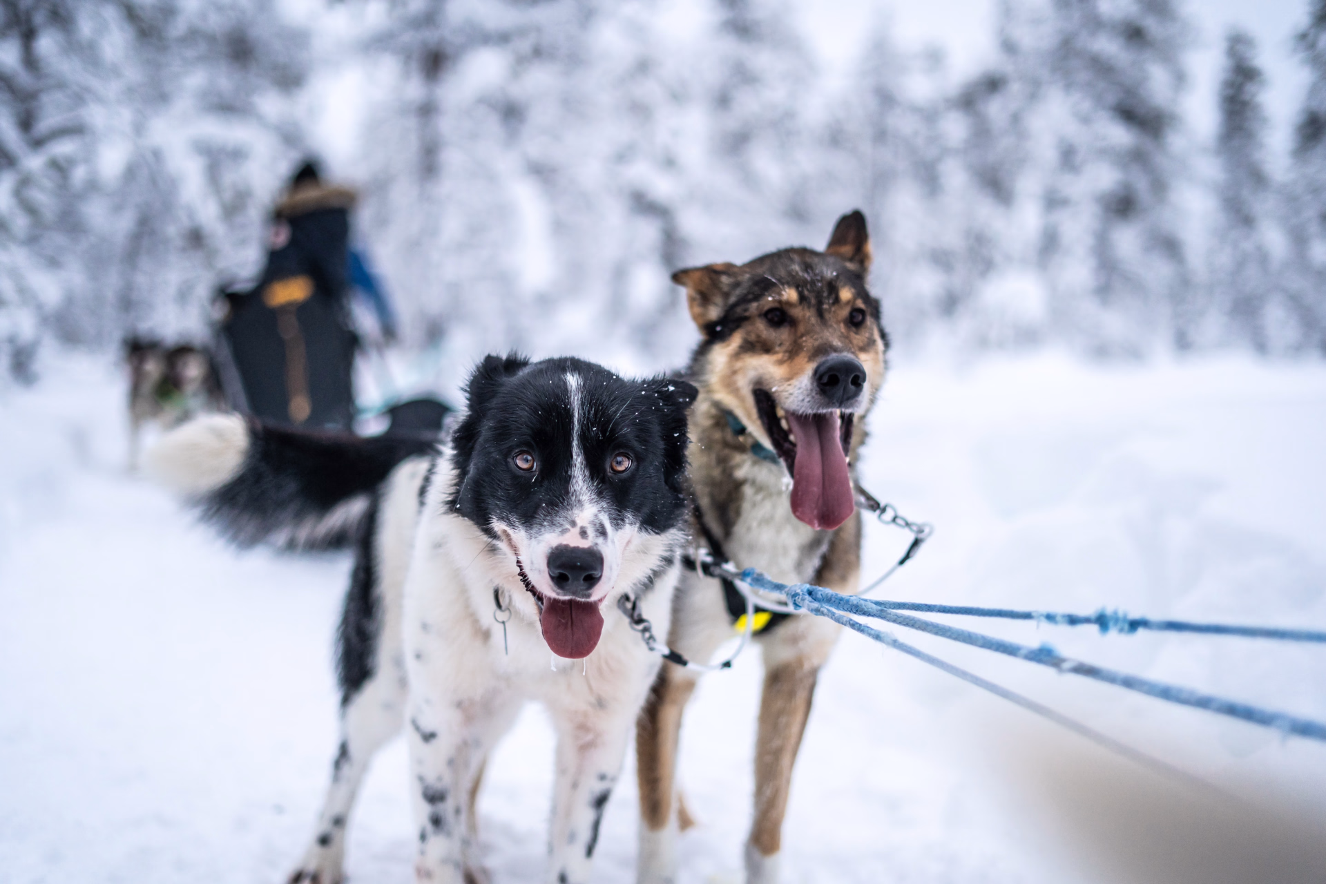 Apprentis Musher en Laponie suédoise