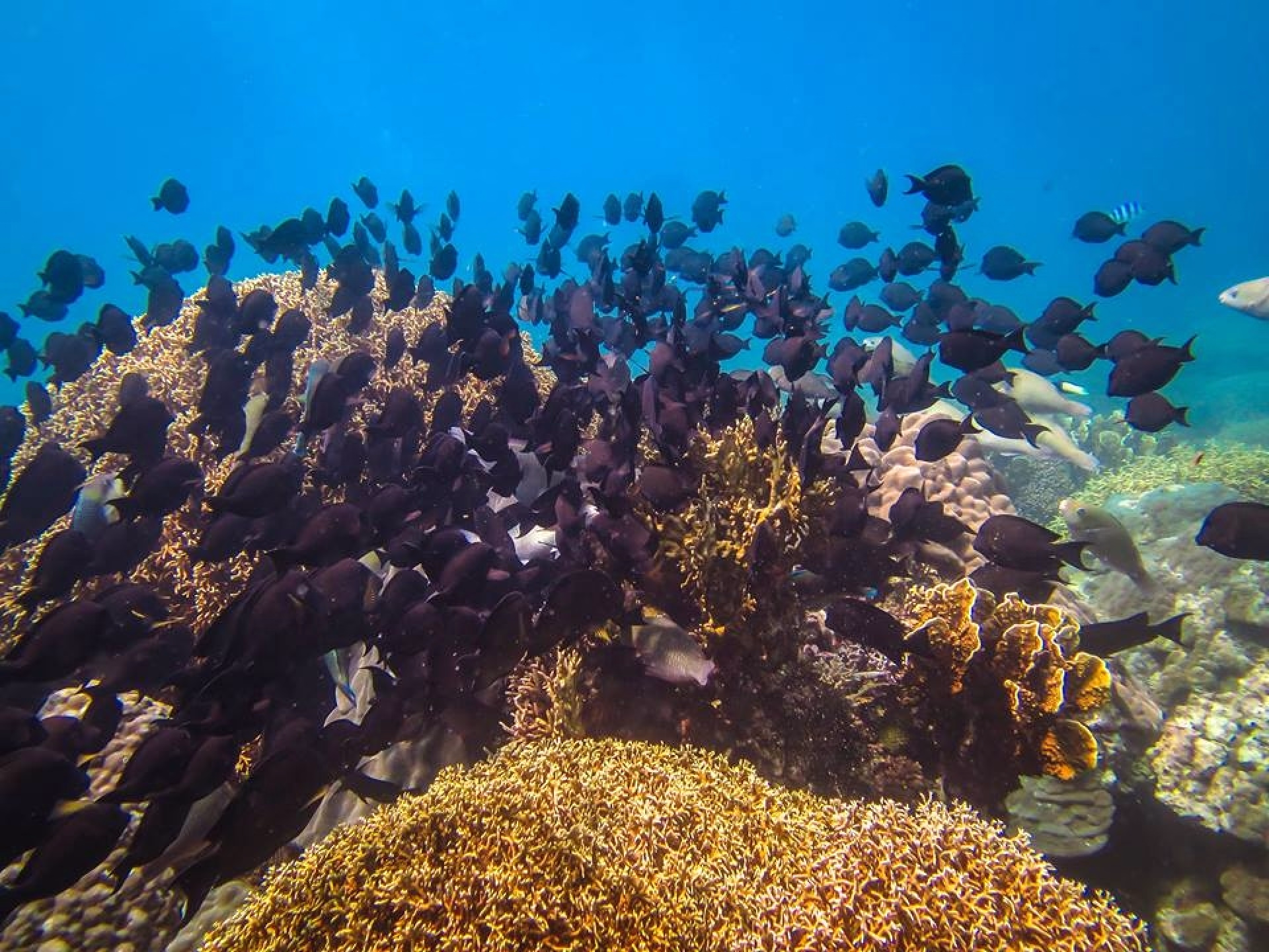 Circuit et plongée au Vietnam Sud de Ho Chi Minh à Nha Trang