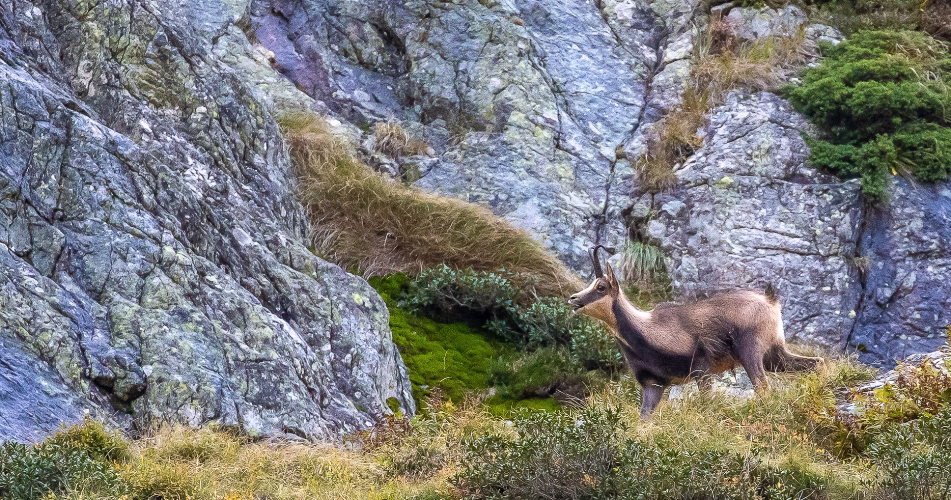 Photo chamois en montagne