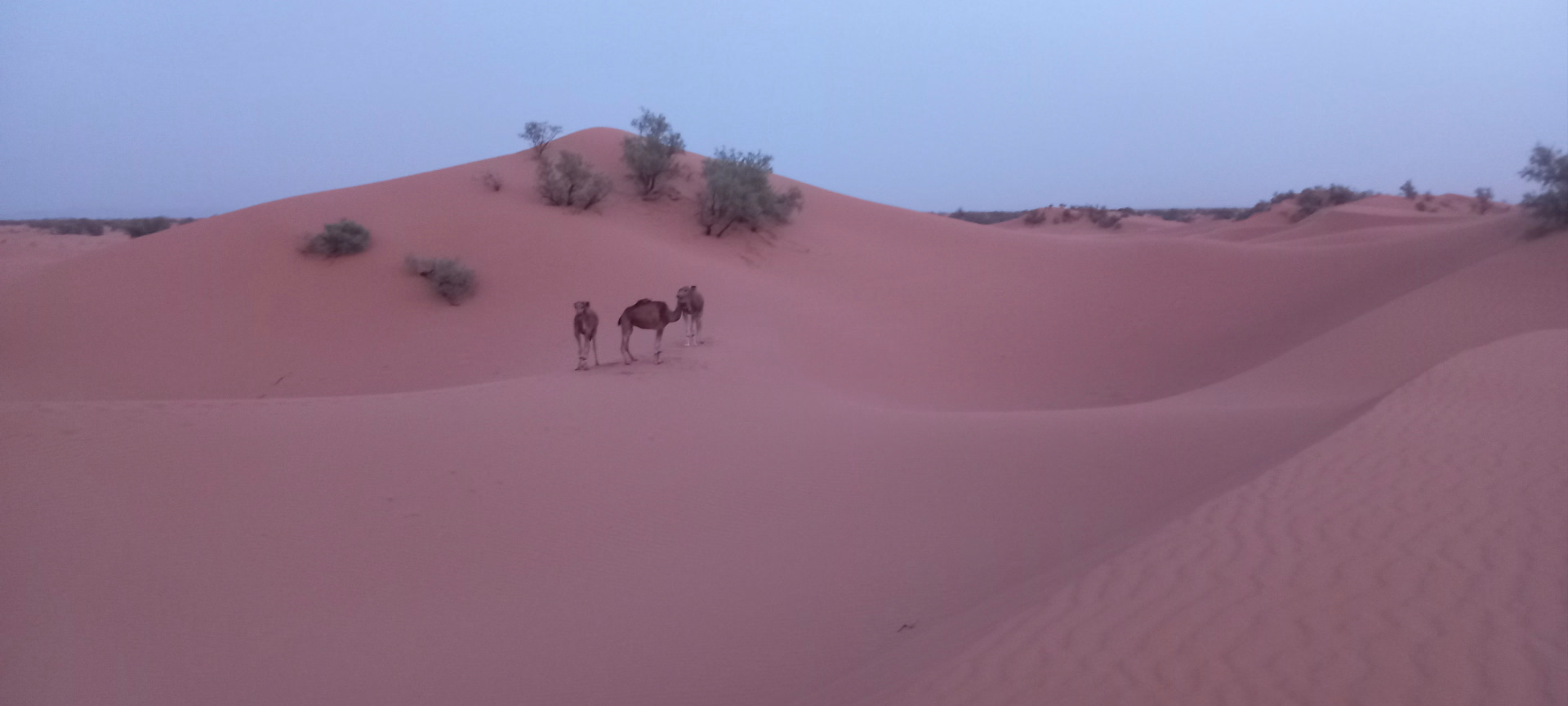 4 jours de trek dans le désert marocain