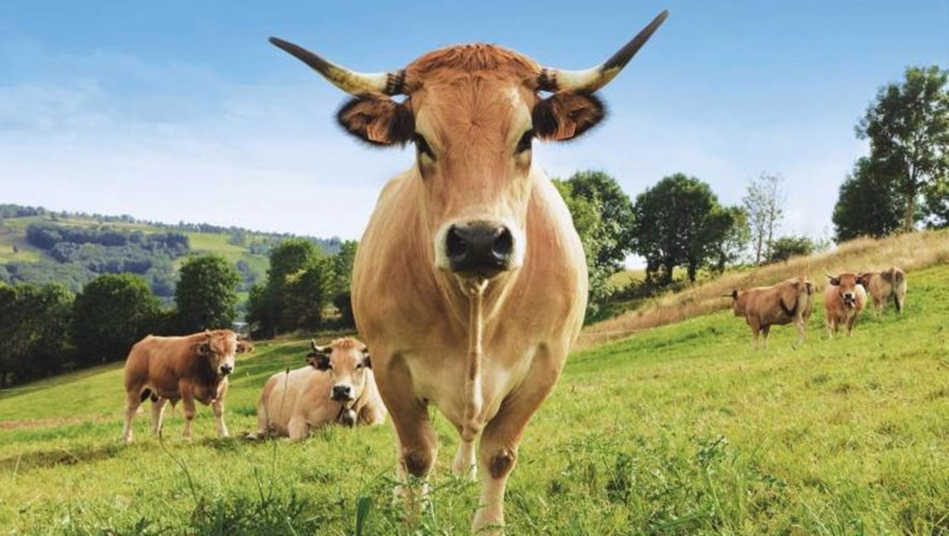 Vachement randonnée au coeur de l'Aubrac