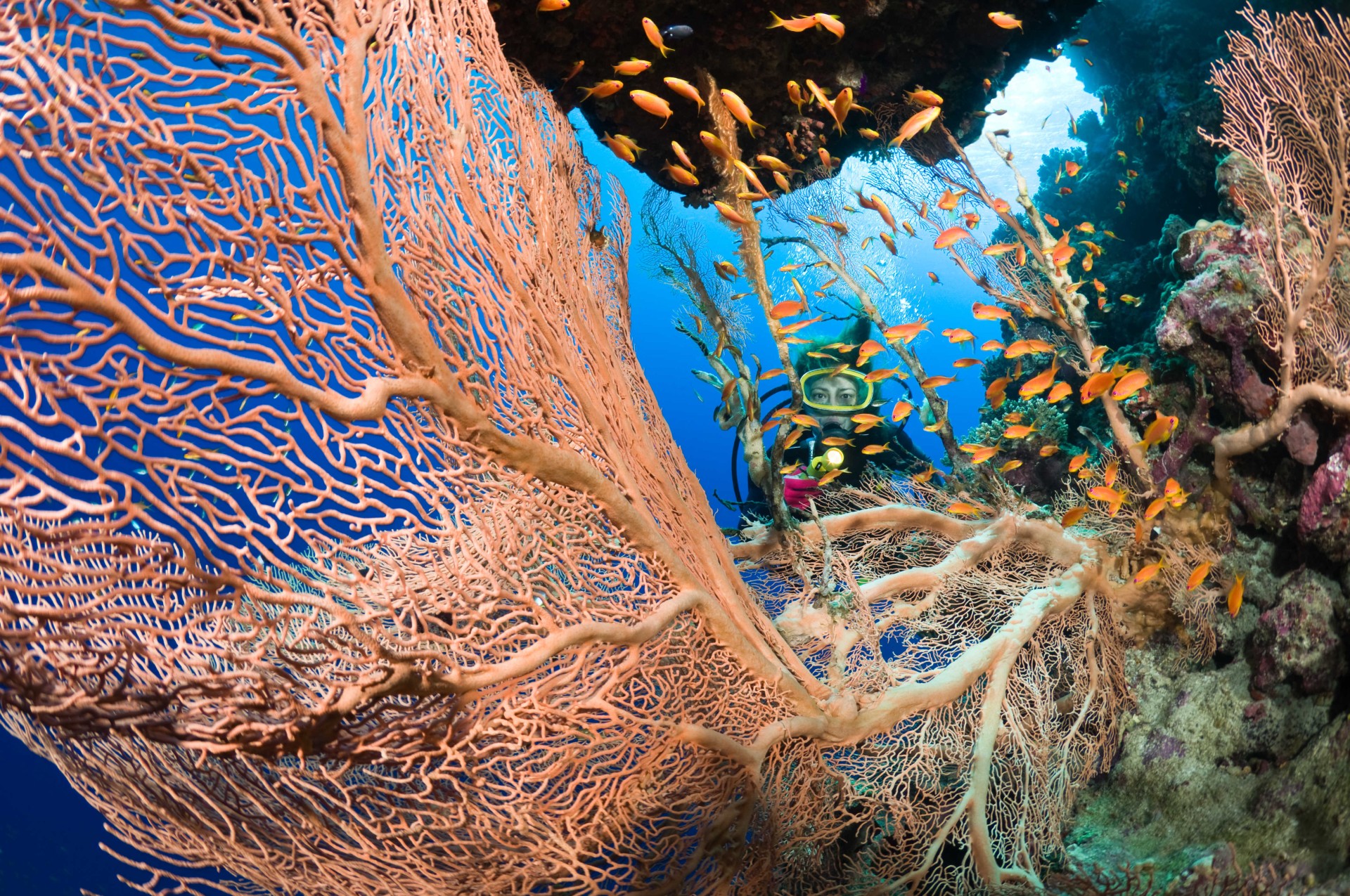 Plongeuse observant gorgone, poissons et corail en mer Rouge