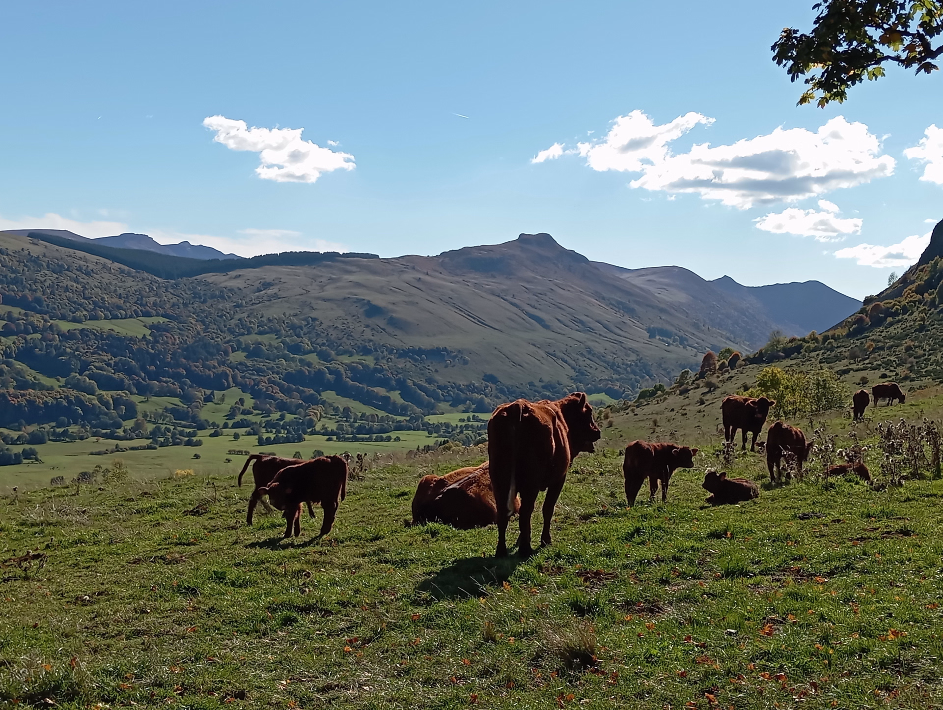 Randonnées pédestres sur le grand volcan du Cantal
