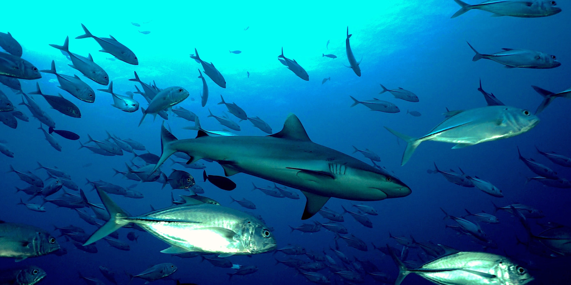 Passez votre PADI Open Water à Himmafushi aux Maldives