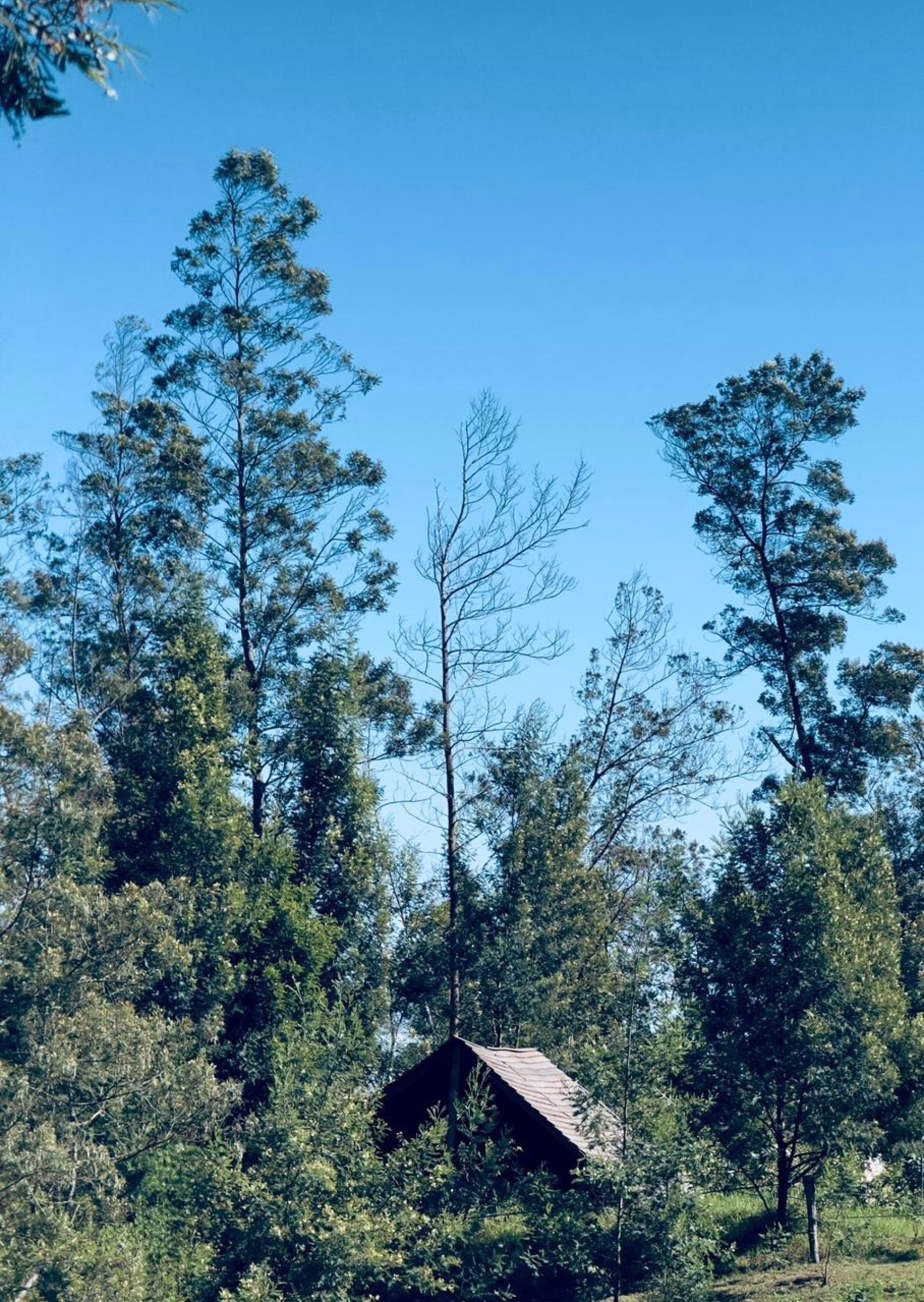 Randonnée à cheval au cœur sauvage de l’île de la Réunion