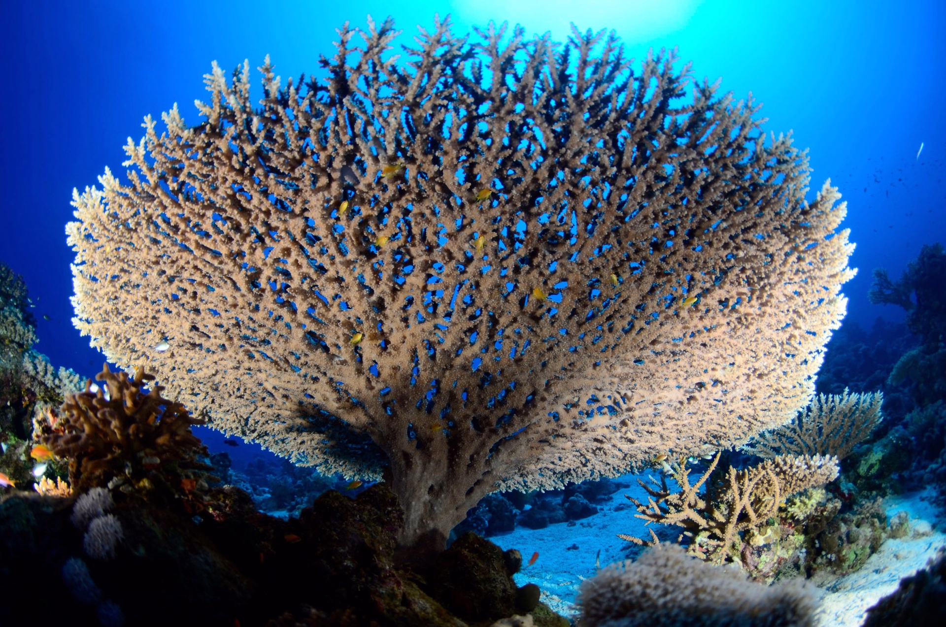 Découvrez récifs et épaves emblématiques en 6 jours à El Gouna