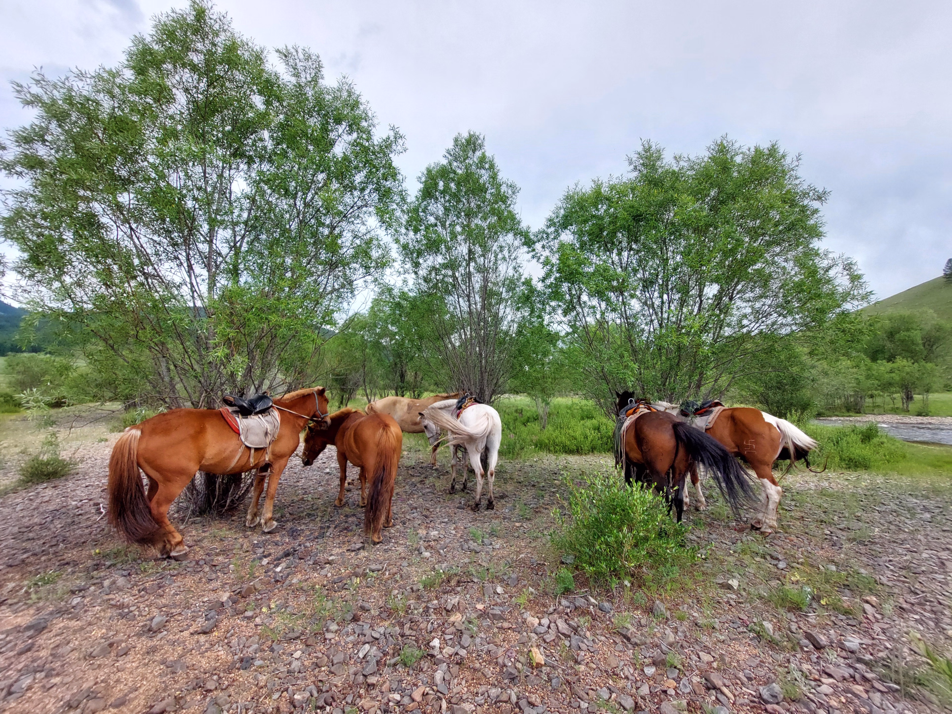 Randonnée à cheval dans le parc national de Terelj en Mongolie