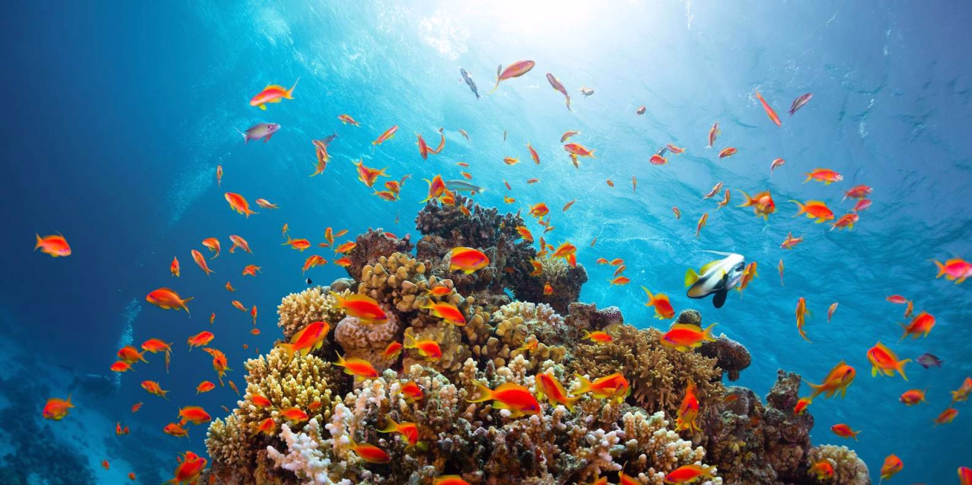 Snorkeling - Découvrez le monde sous marin de Ras Mohammed en palmes