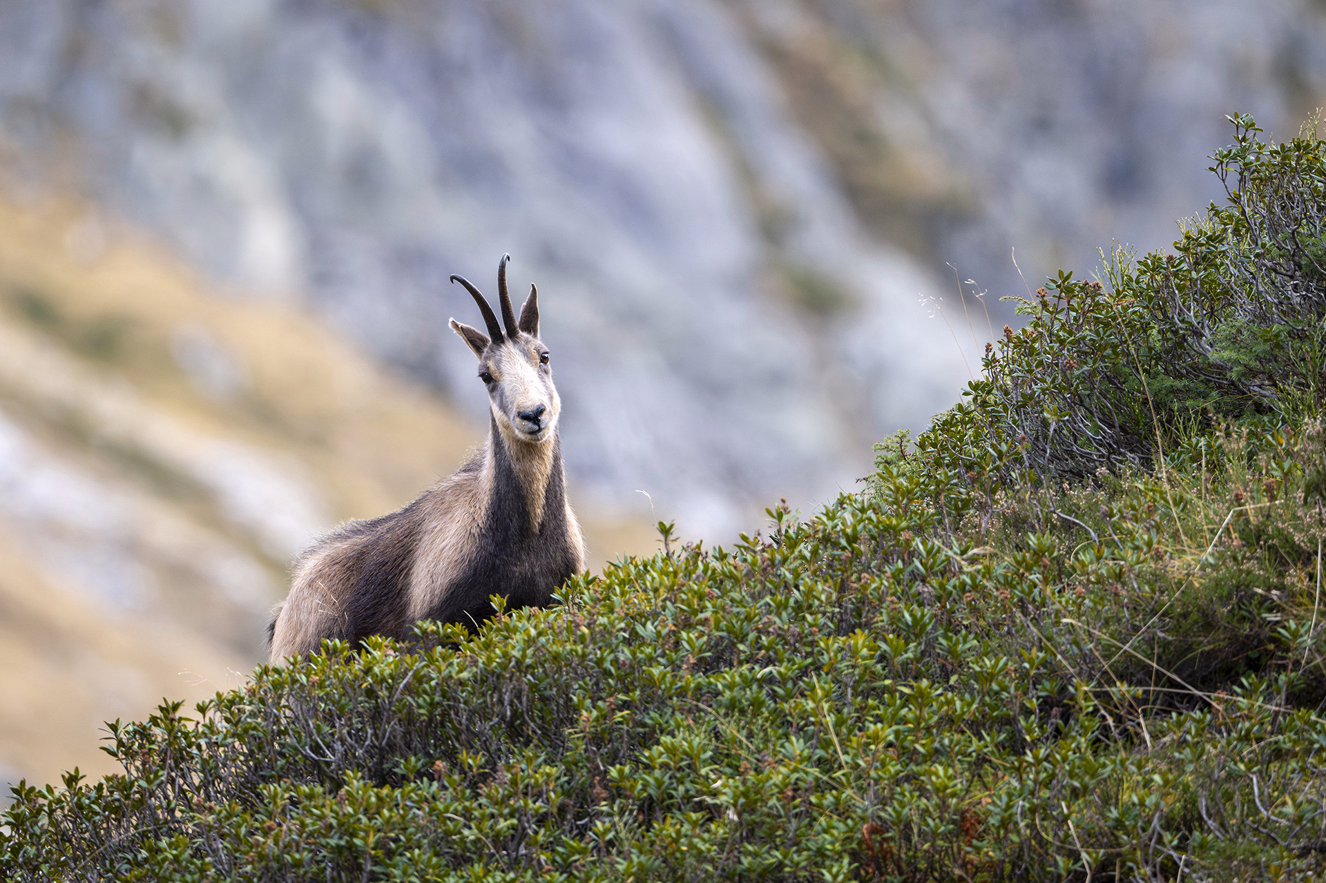 Découvrez nos voyages et stages de photo animalière