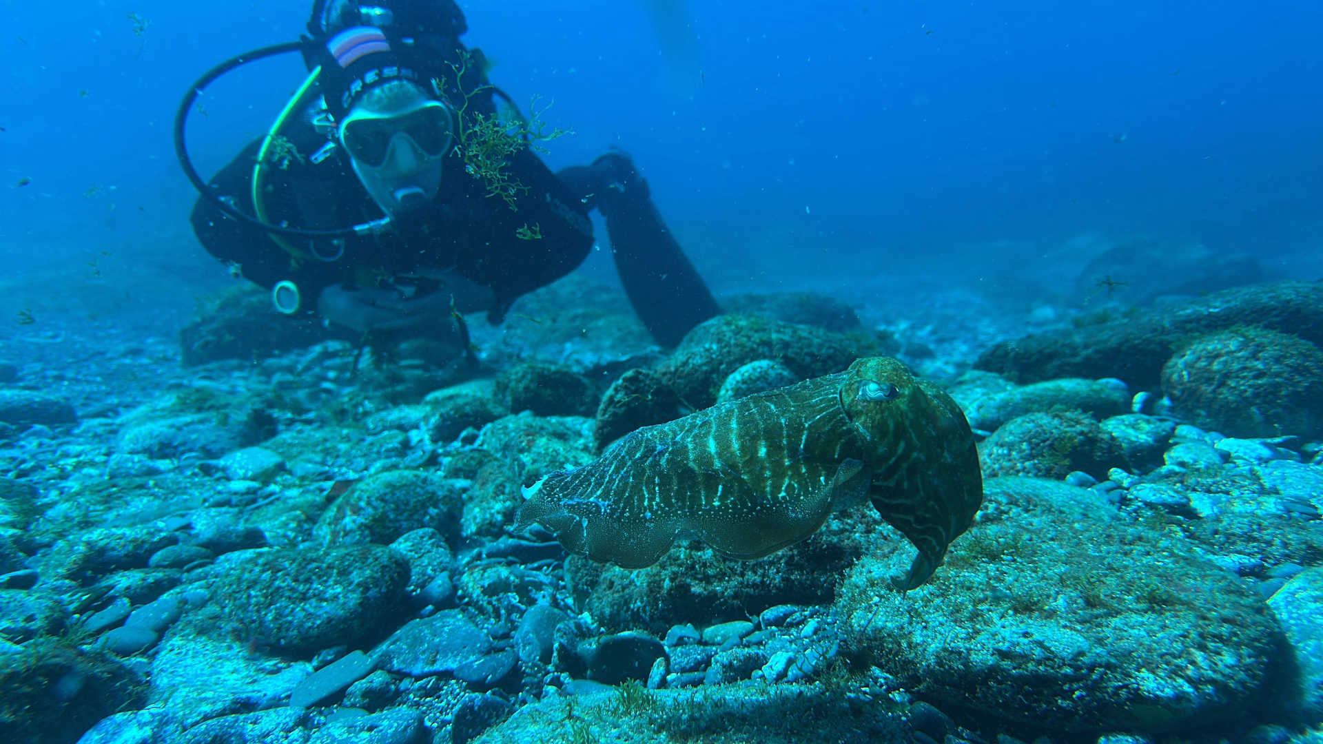 Une semaine d'exploration sous-marine à Tenerife