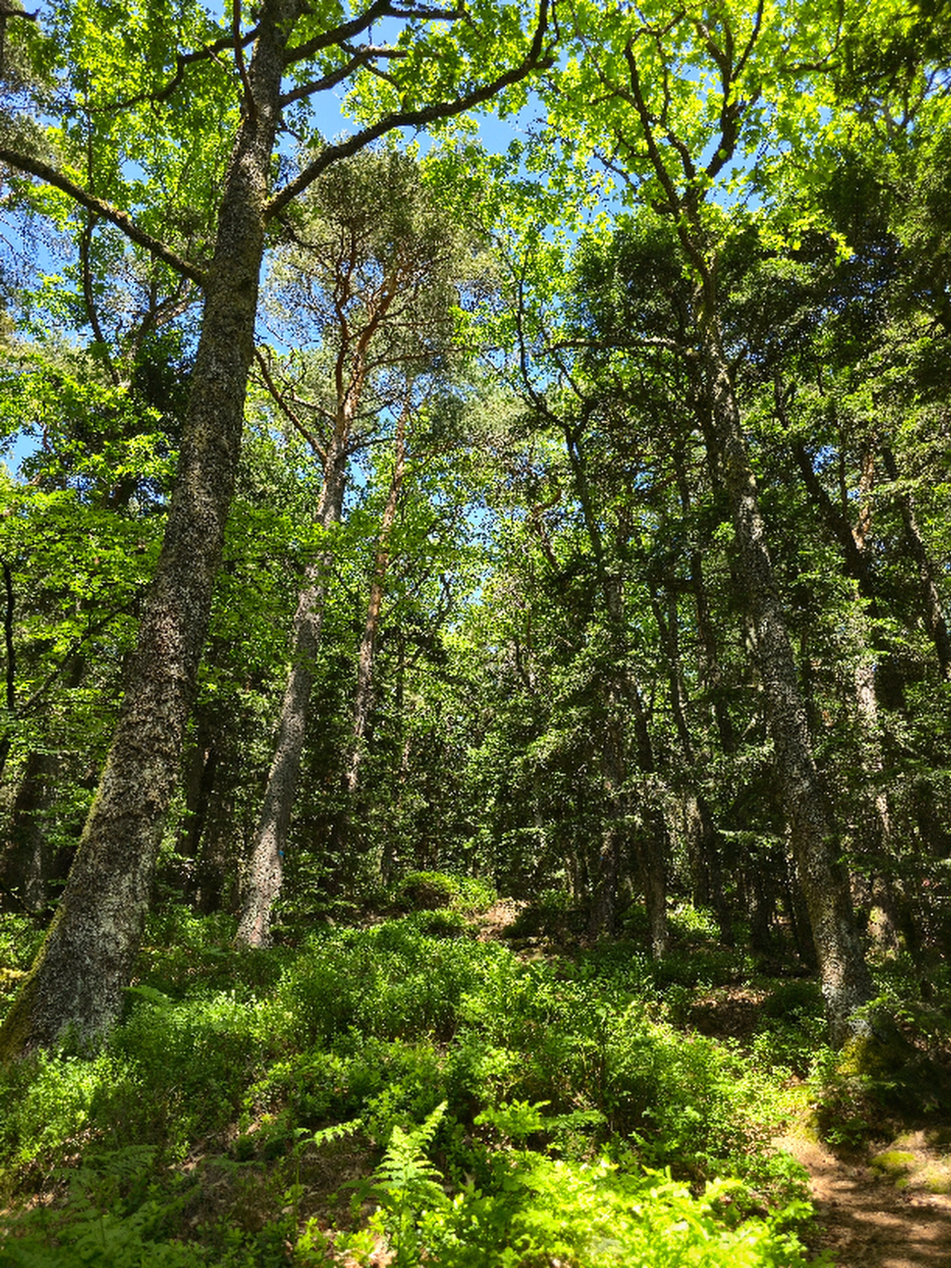 Randonnée et observation de la faune sauvage dans les Vosges