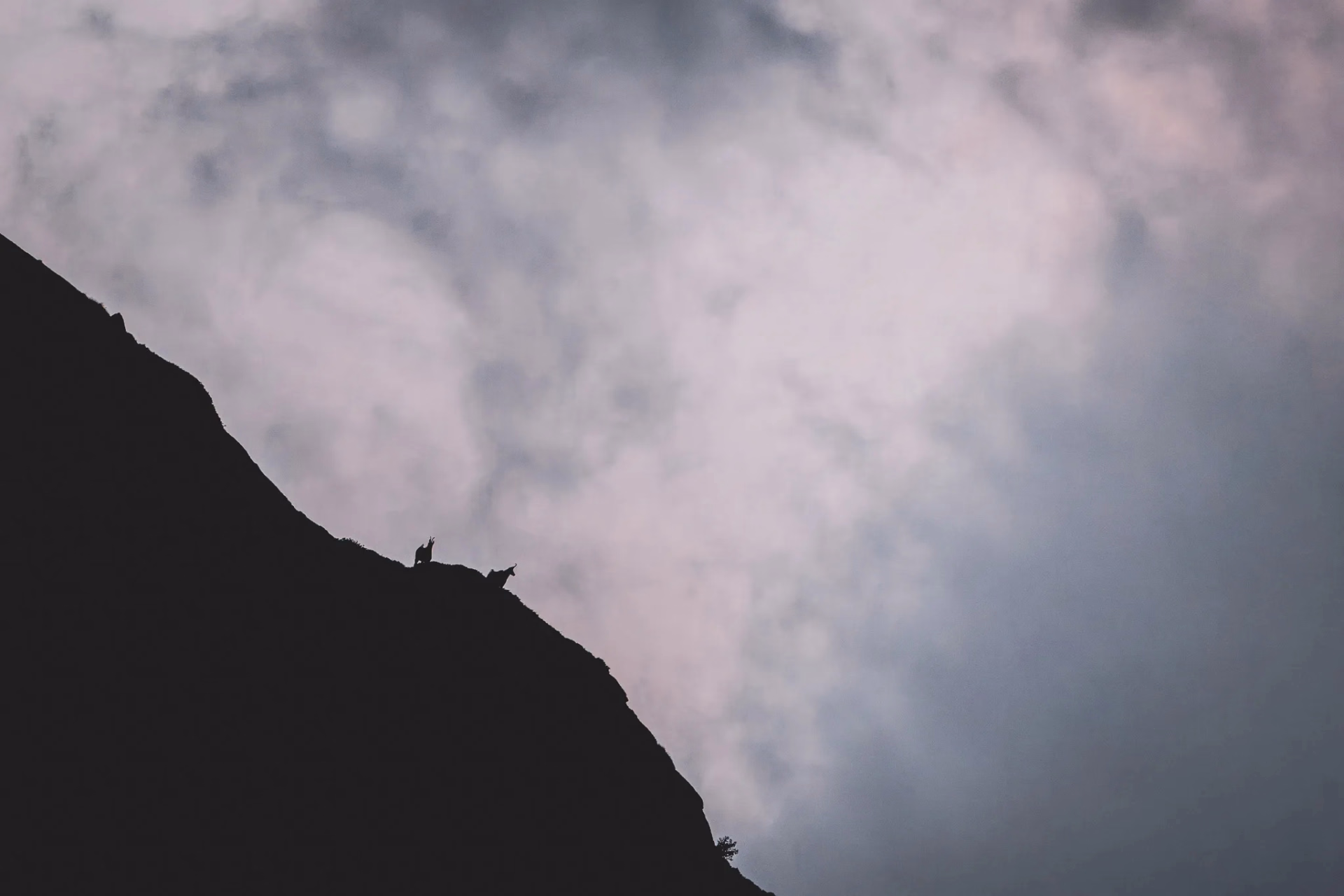 Immersion sauvage et faune des Pyrénées en randonnée