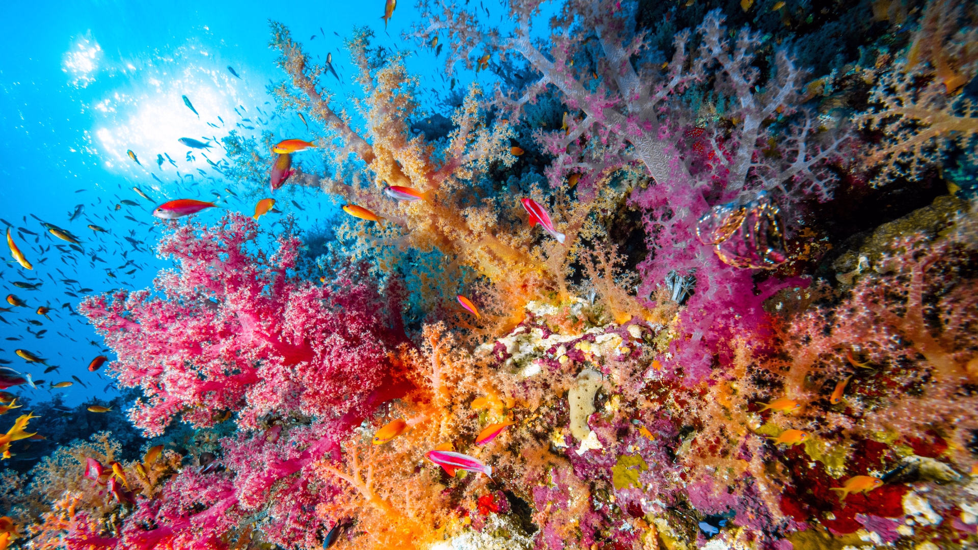 Voyageur solo : croisière et plongée dans le Triangle d'Or en Egypte
