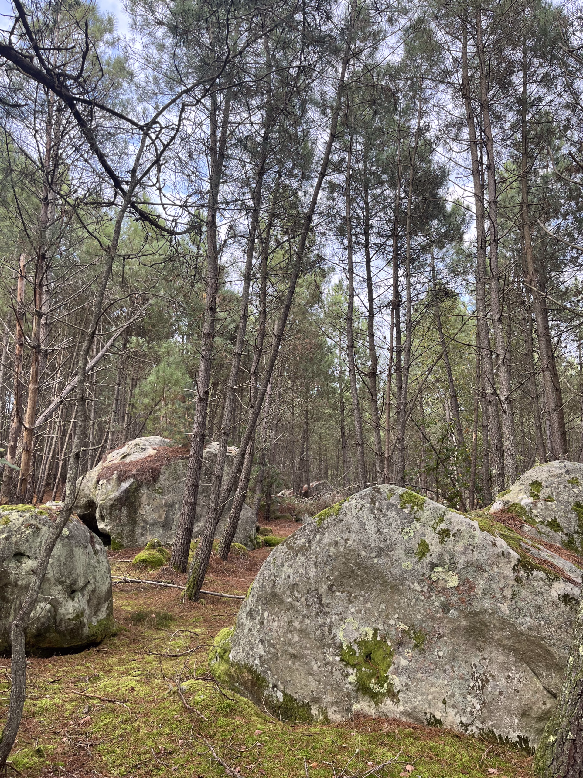 Photo pendant un séjour bushcraft