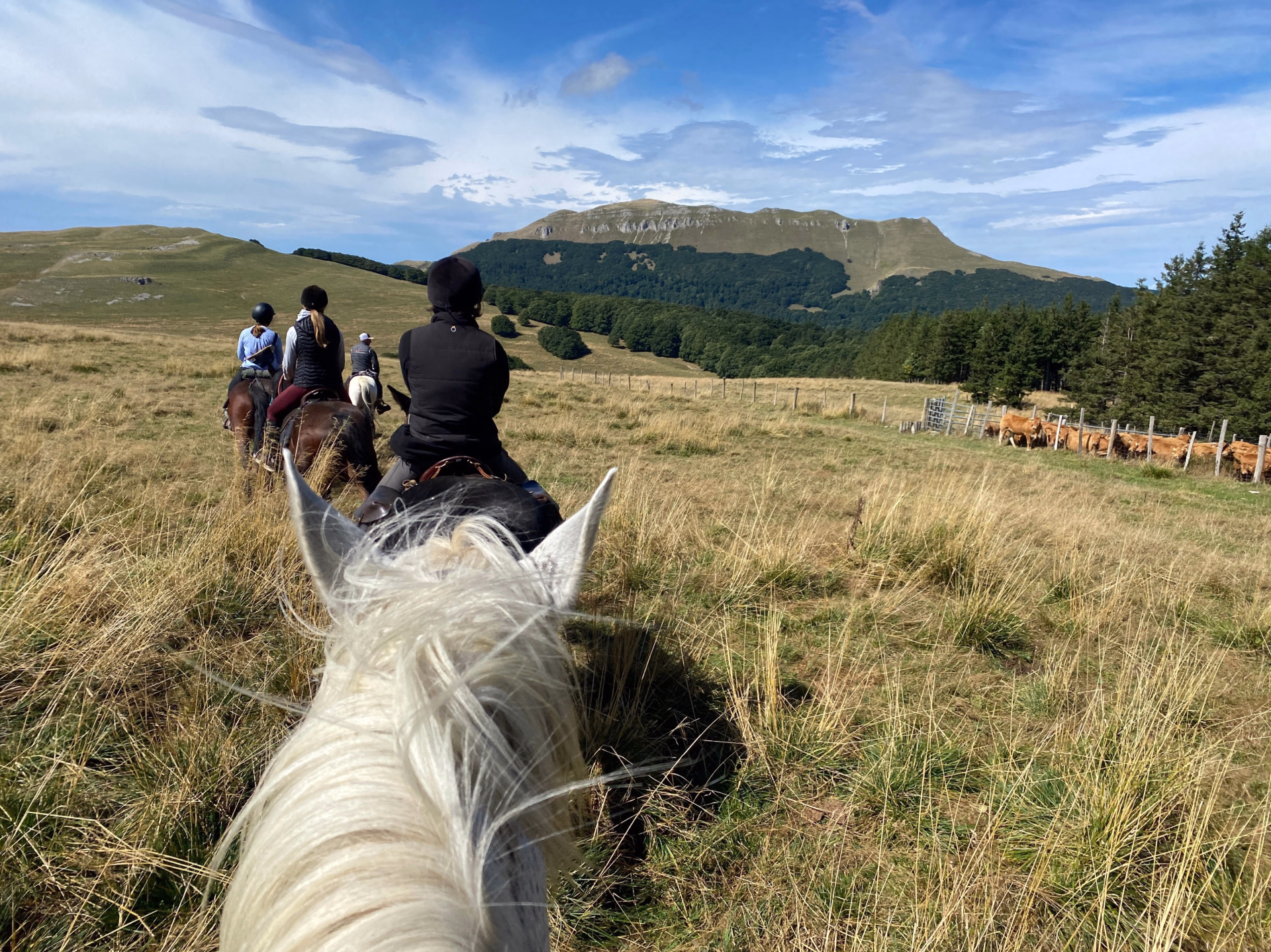 Randonnée équestre sur les hauts plateaux du Vercors