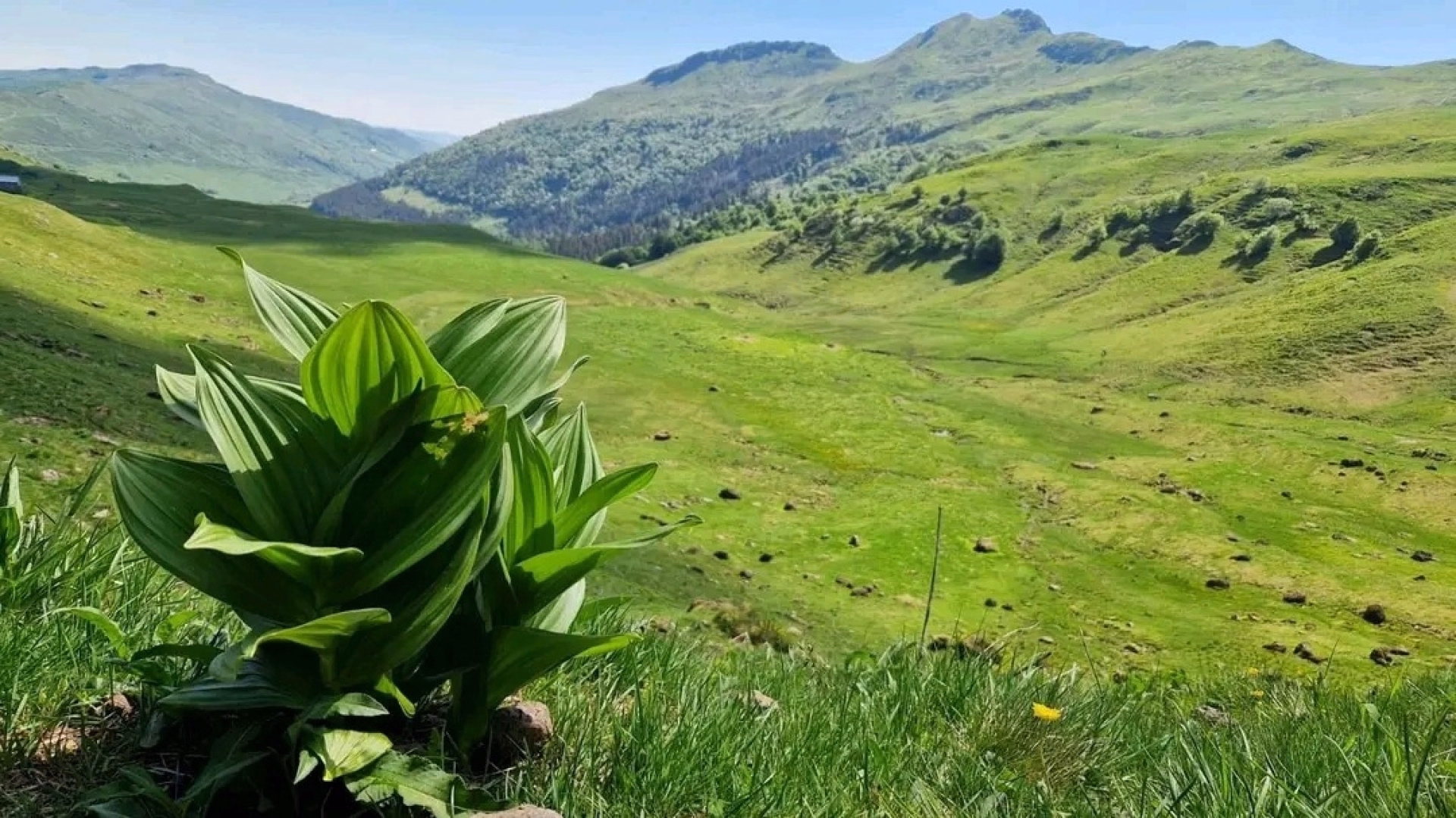Randonnées pédestres sur le grand volcan du Cantal