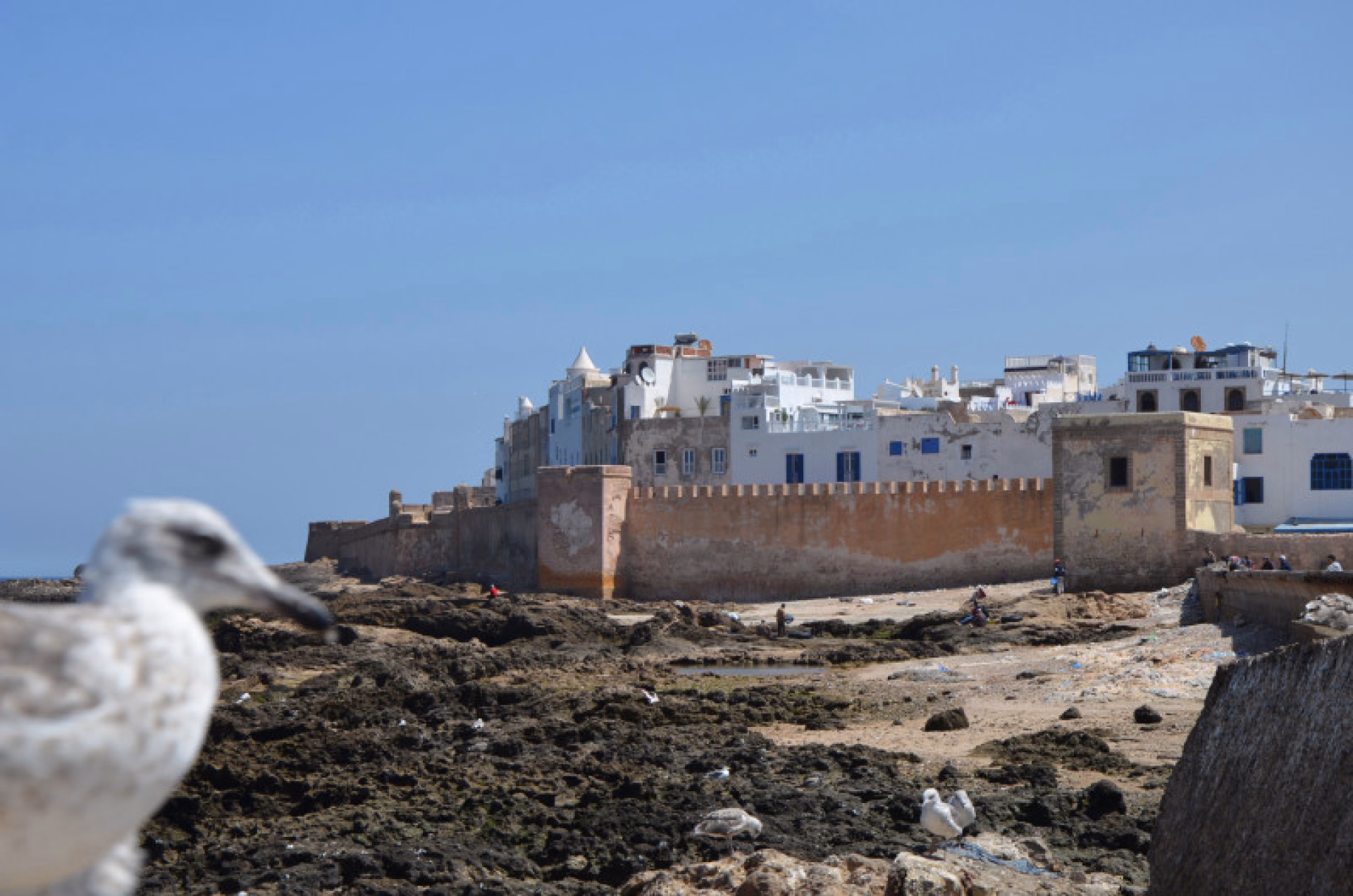 Surf Spécial Débutant Essaouira