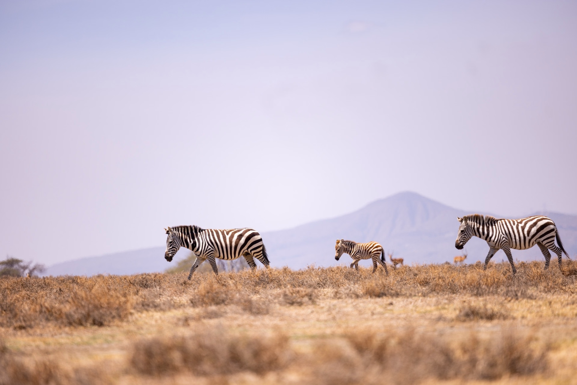 Kimbia Kenya, course trail à étapes au cœur du Kenya