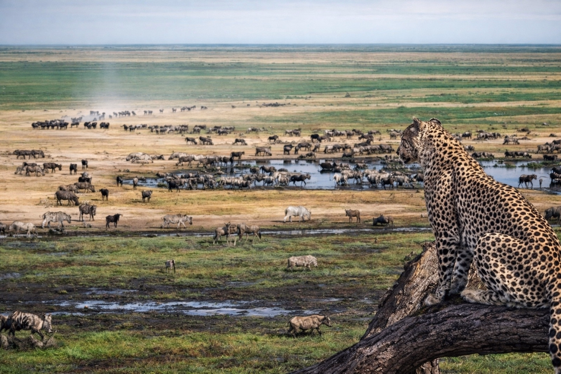 Safari express et plage à Zanzibar