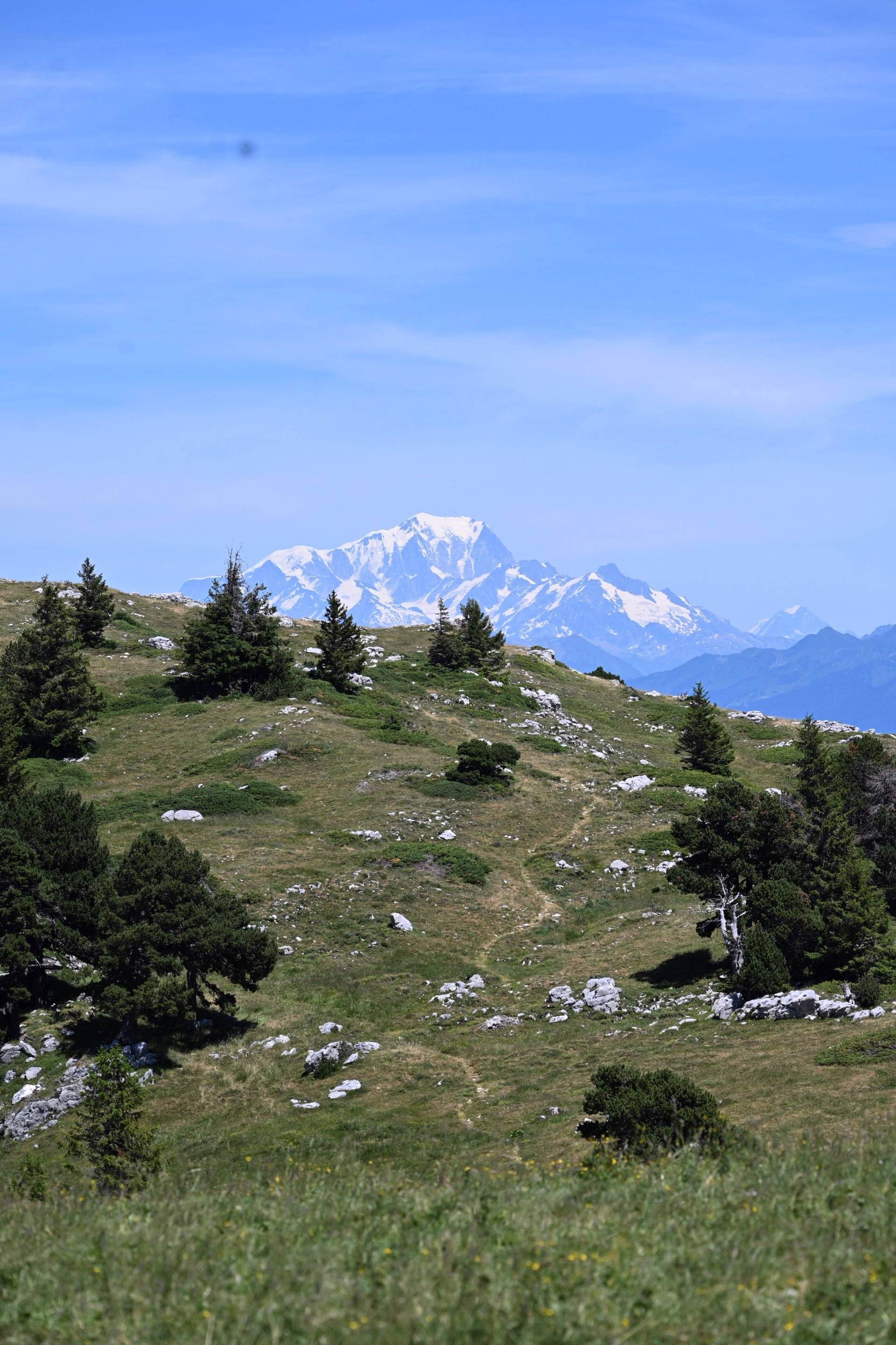 Randonnée et flore alpine en Chartreuse