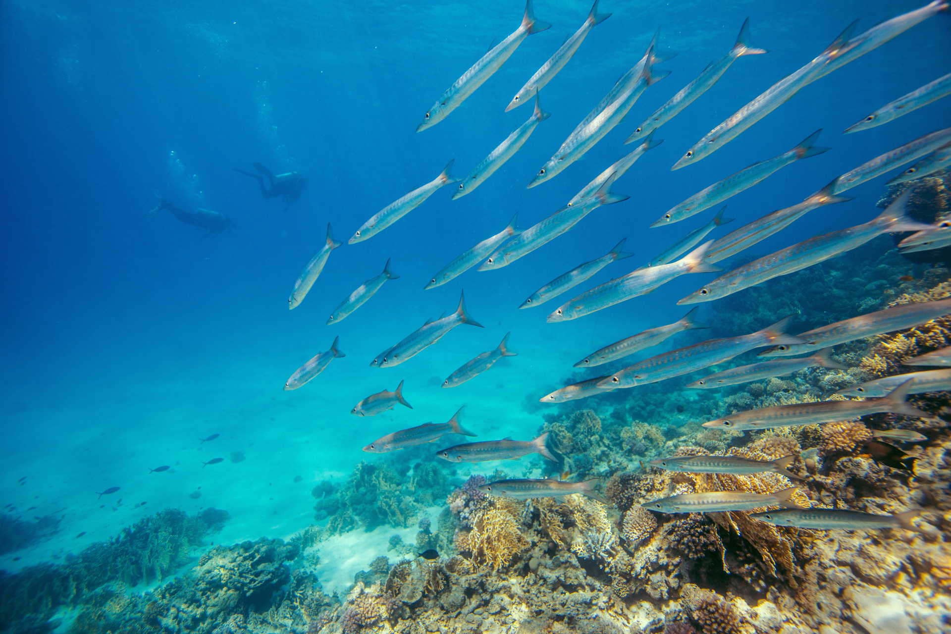 Excursion de plongée en felucca à El Gouna