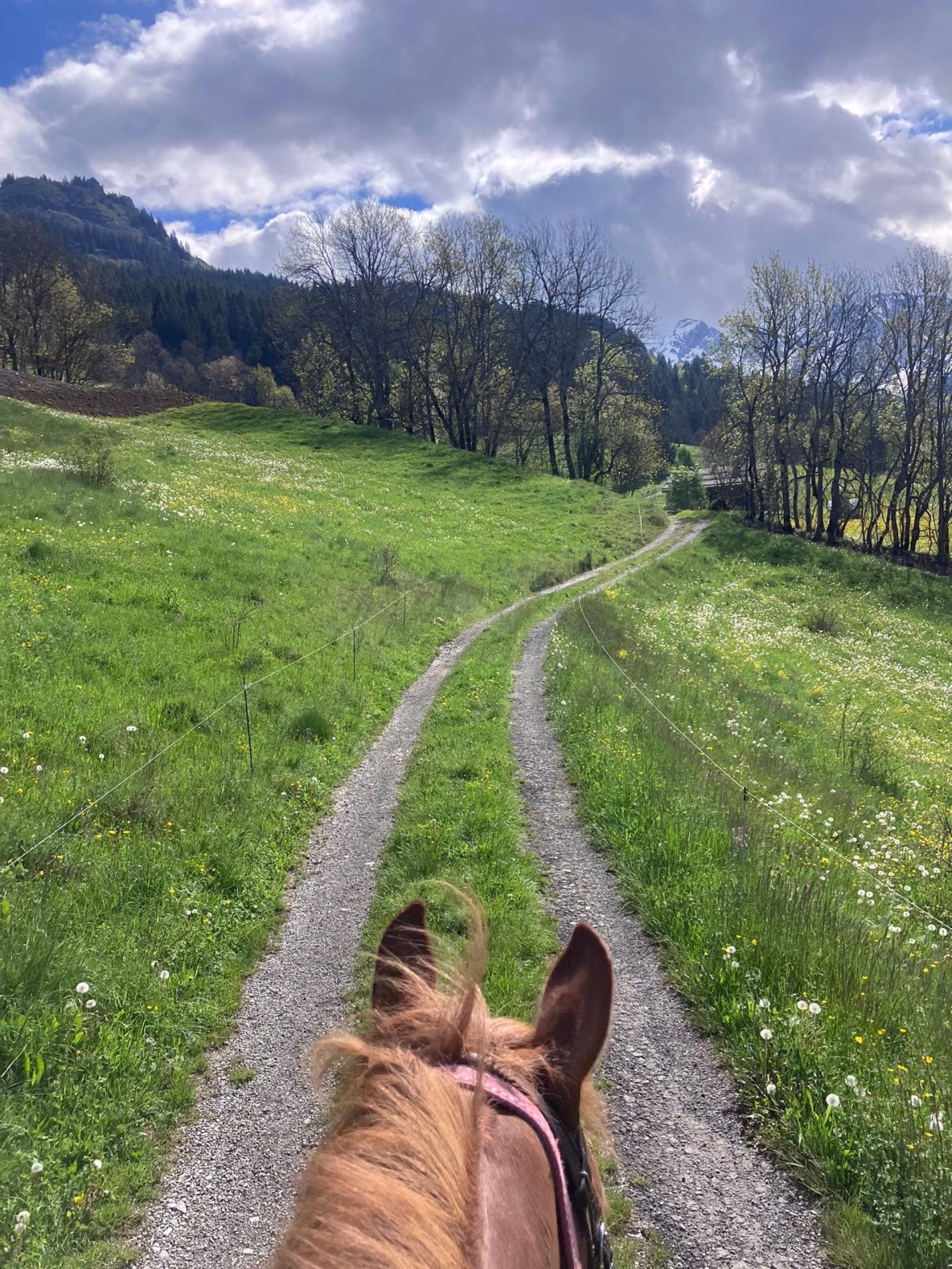 Randonnée équestre pour les apprentis randonneurs