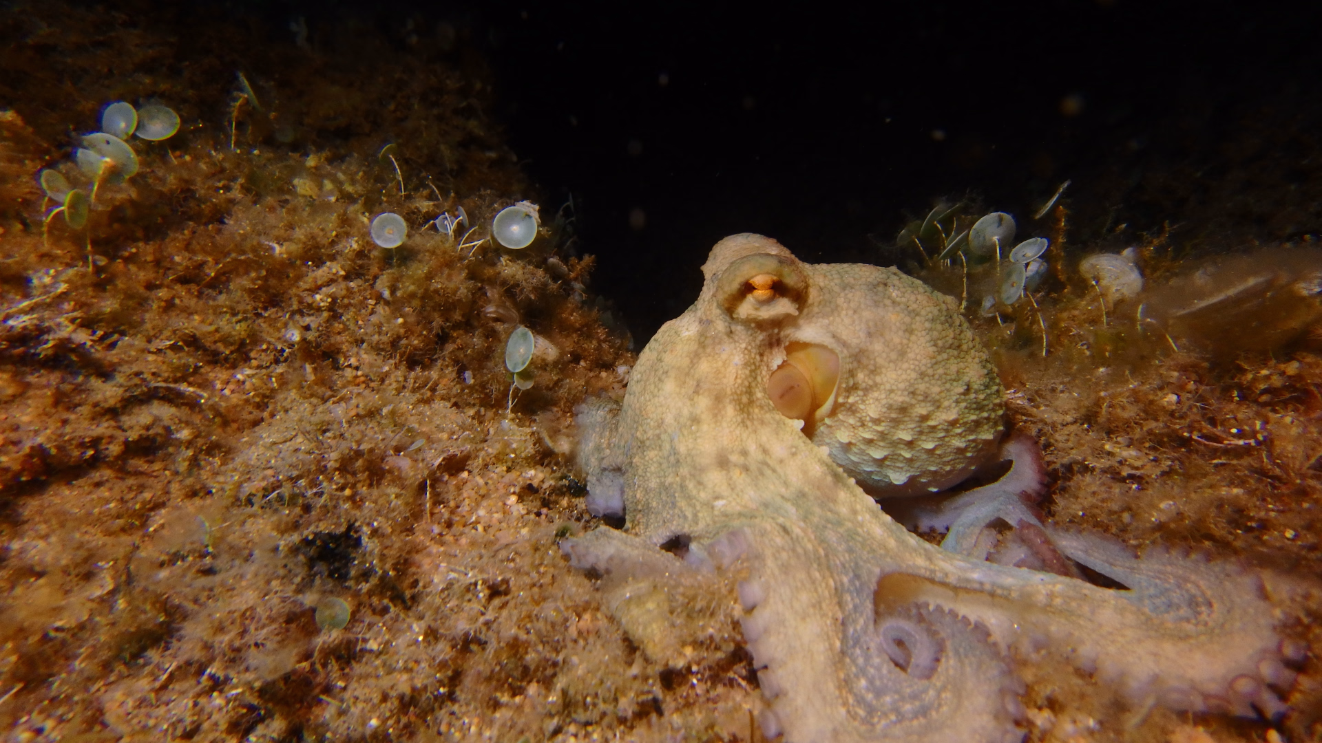 Aventures subaquatiques à Fenals : baptême et snorkeling jour et nuit