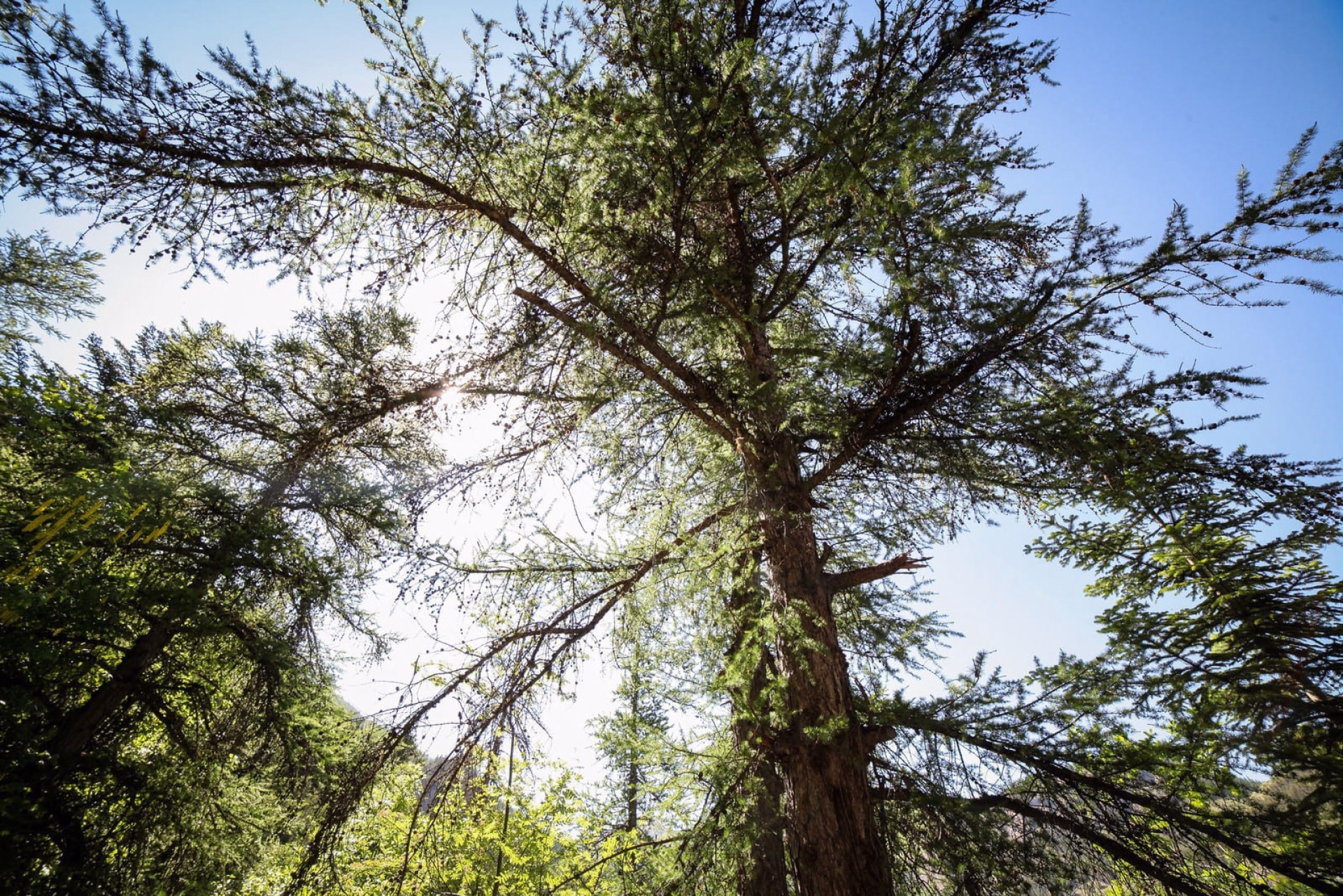 Sylvothérapie par la Forêt Arc-en-Ciel