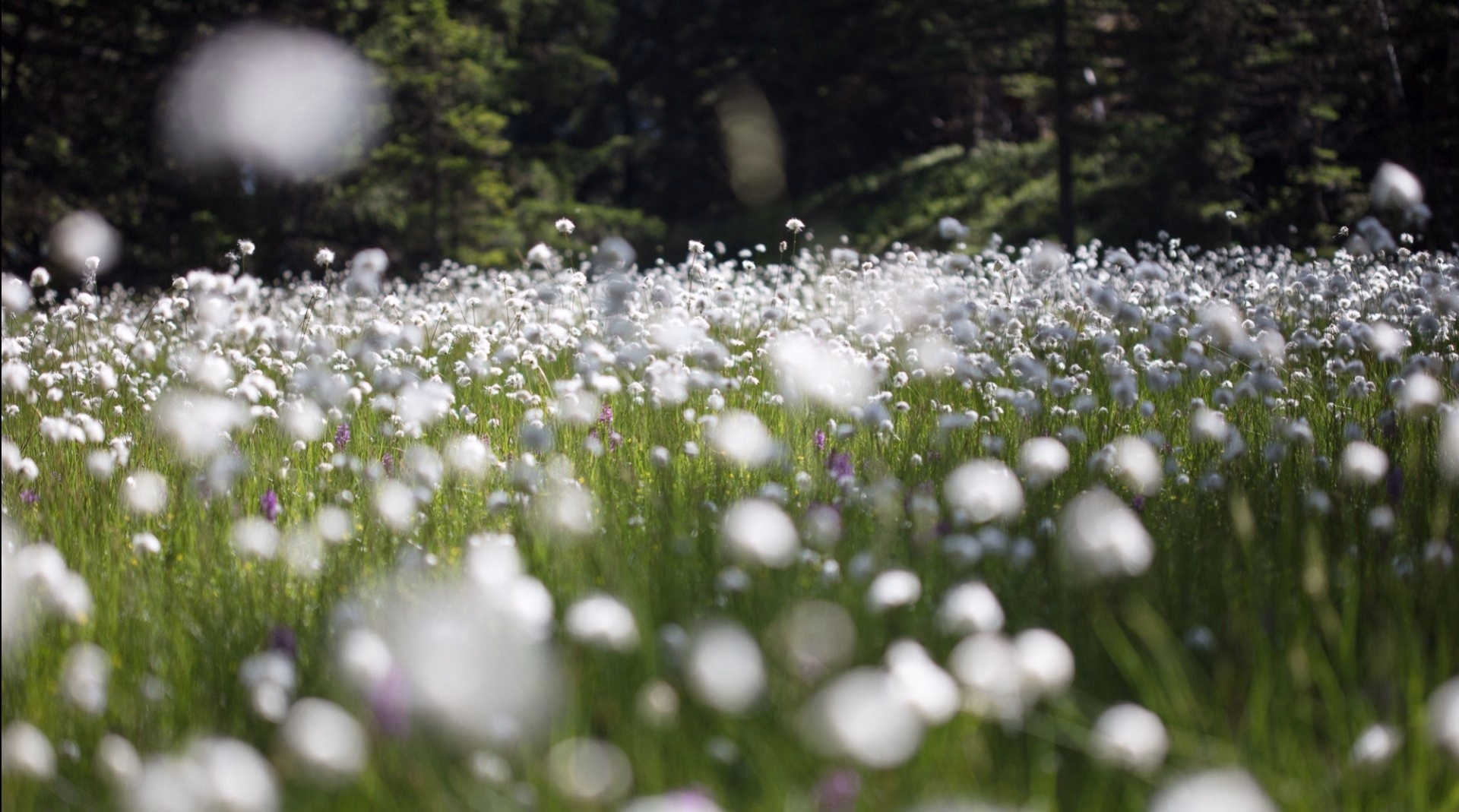 Tour du Mont blanc intégral en 6 jours, version marche rapide