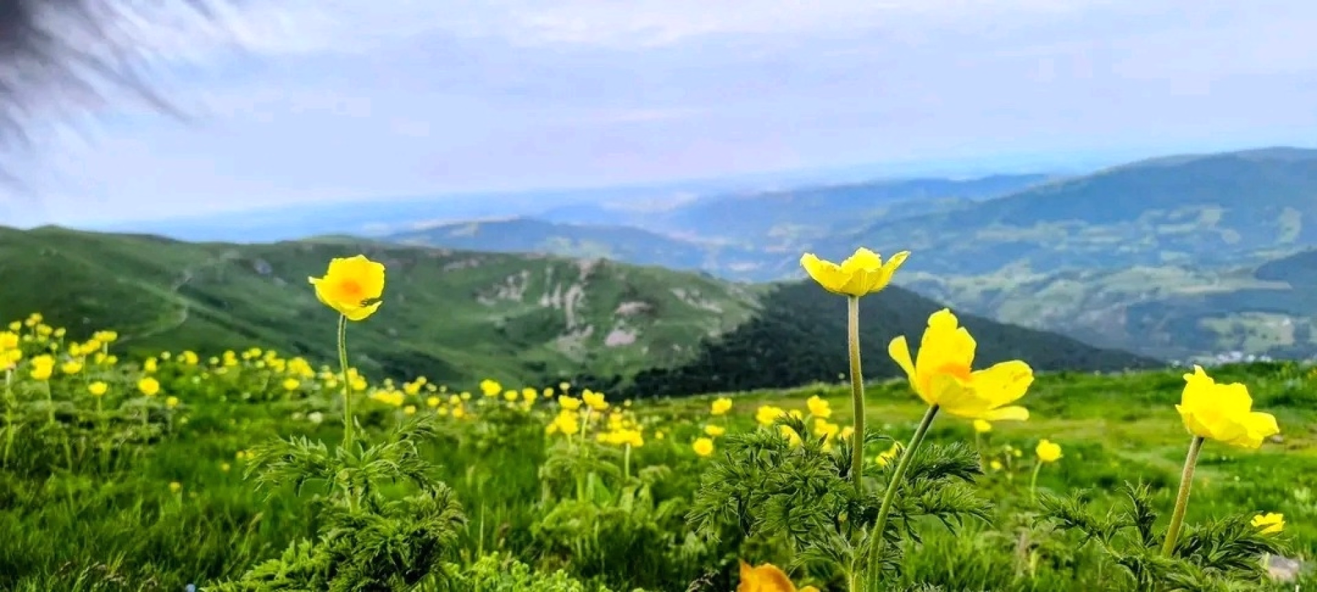 Escapades estivales au cœur du Cantal