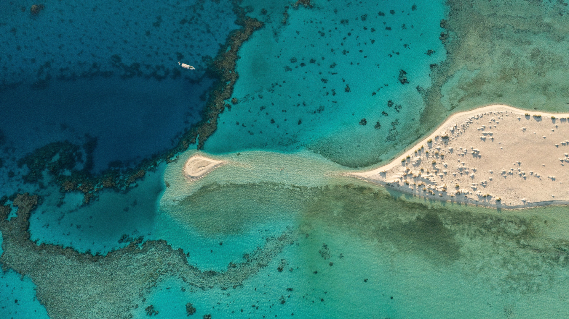 Plongées d'exploration variées en mer Rouge